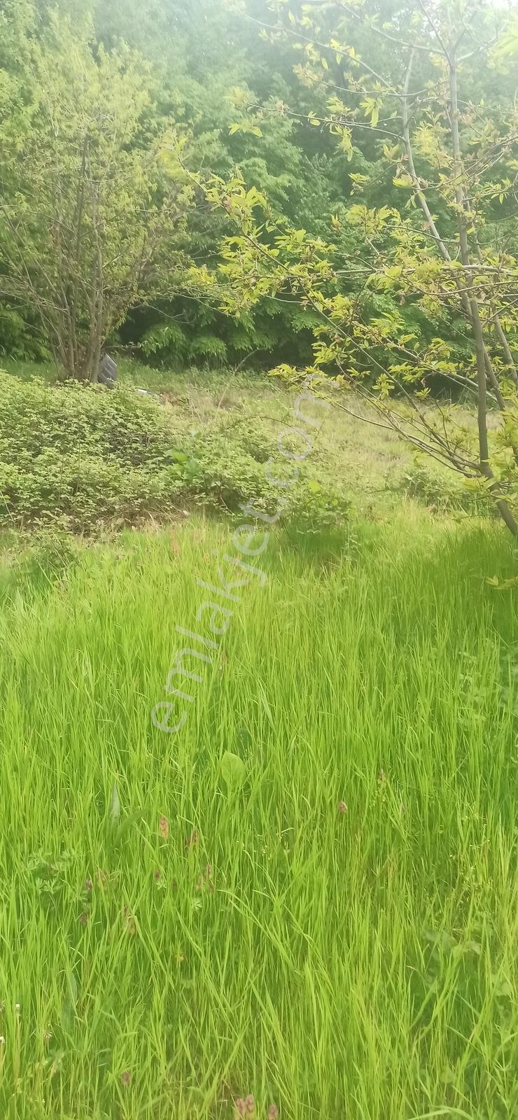 Cumalıkızık Civarı 2651 M2 Bahçe Suyu Yolu Var - Görsel 10