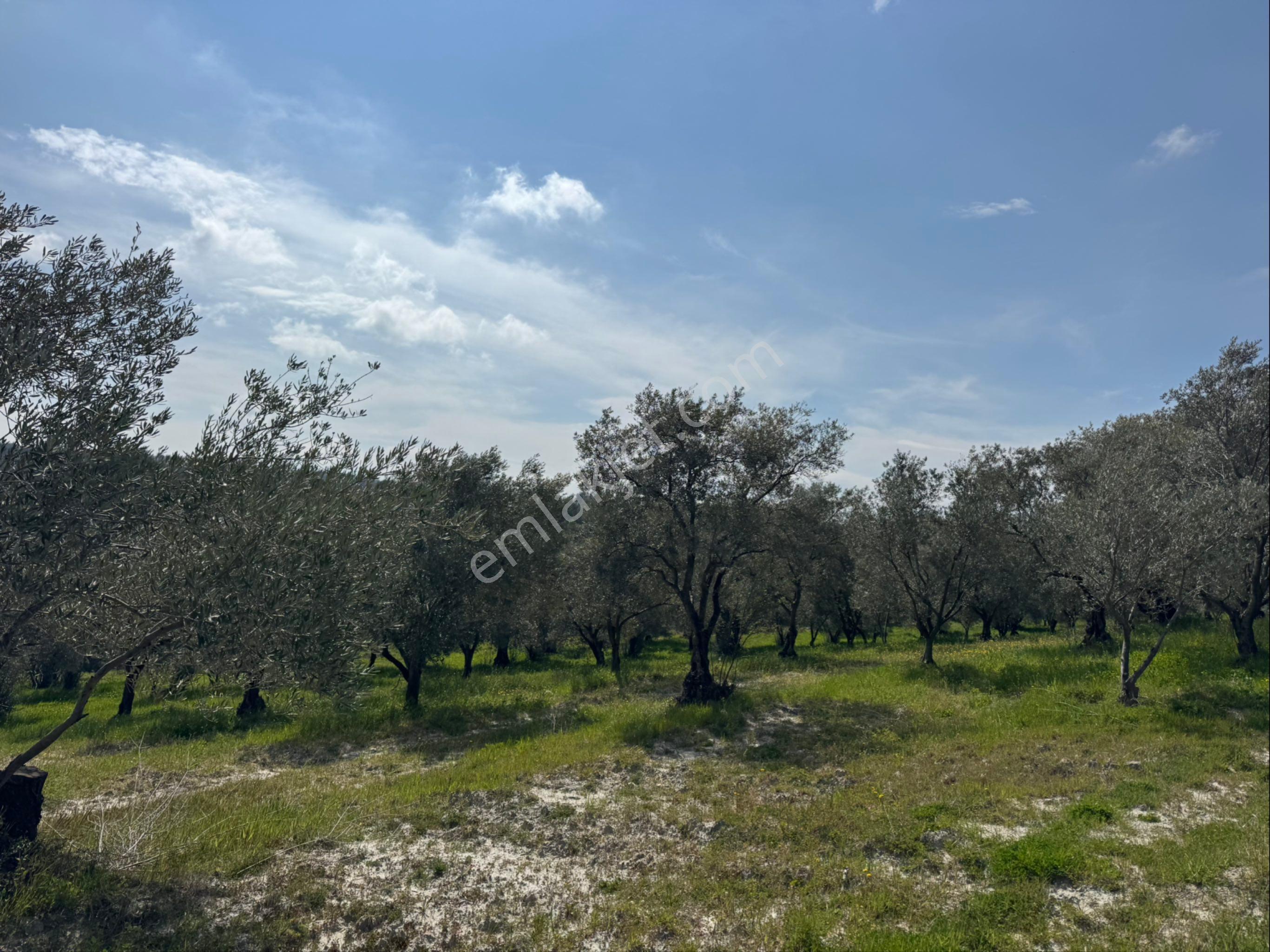Saruhanlı Gökçeköy Satılık 6.000 M2 Zeytin Bahçesi - Görsel 16