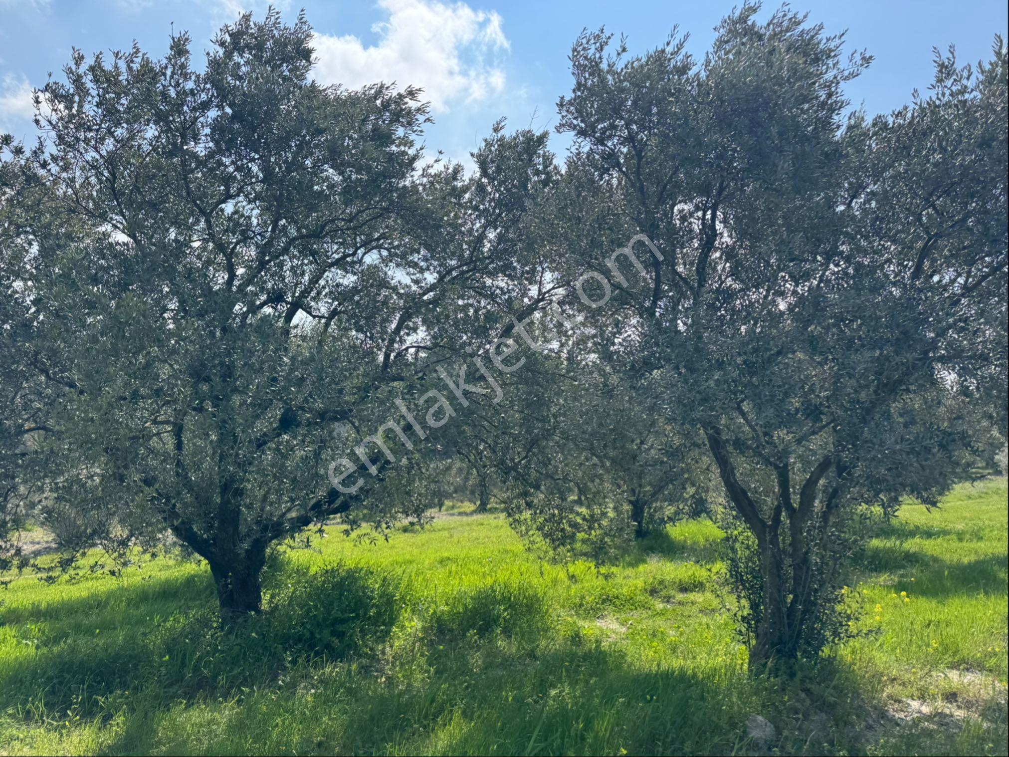 Saruhanlı Gökçeköy Satılık 6.000 M2 Zeytin Bahçesi - Görsel 9