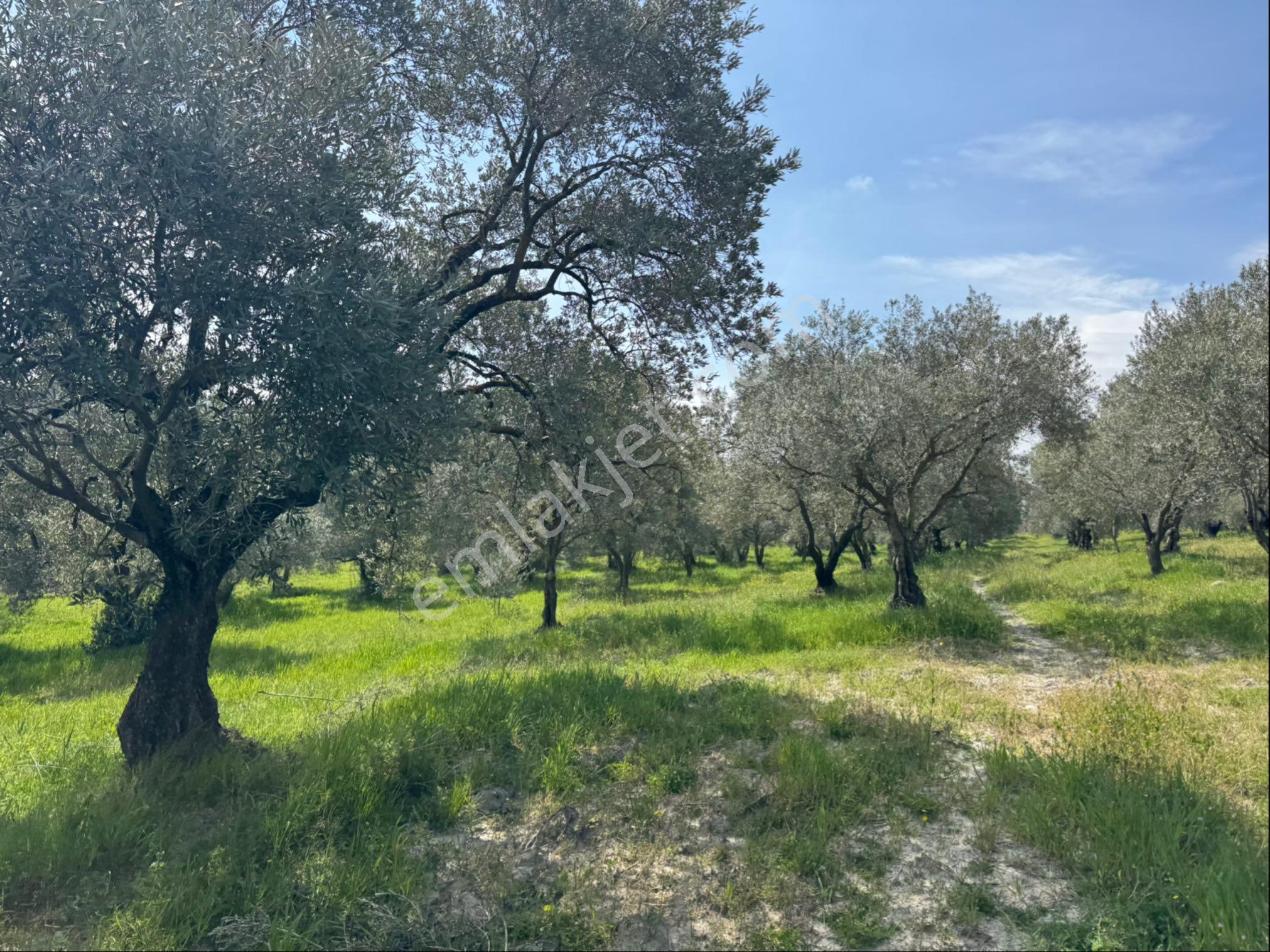 Saruhanlı Gökçeköy Satılık 6.000 M2 Zeytin Bahçesi - Görsel 12