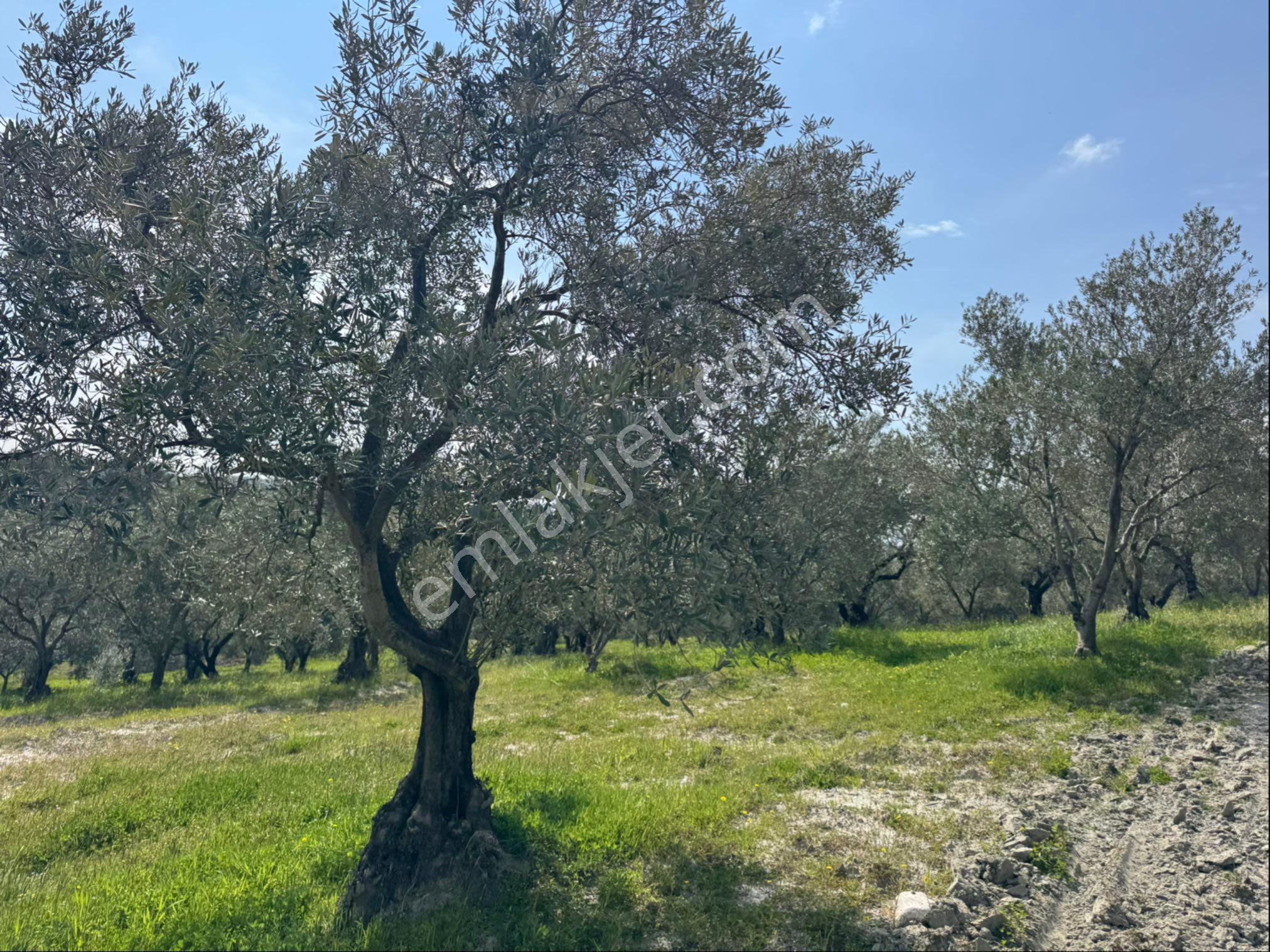 Saruhanlı Gökçeköy Satılık 6.000 M2 Zeytin Bahçesi - Görsel 17