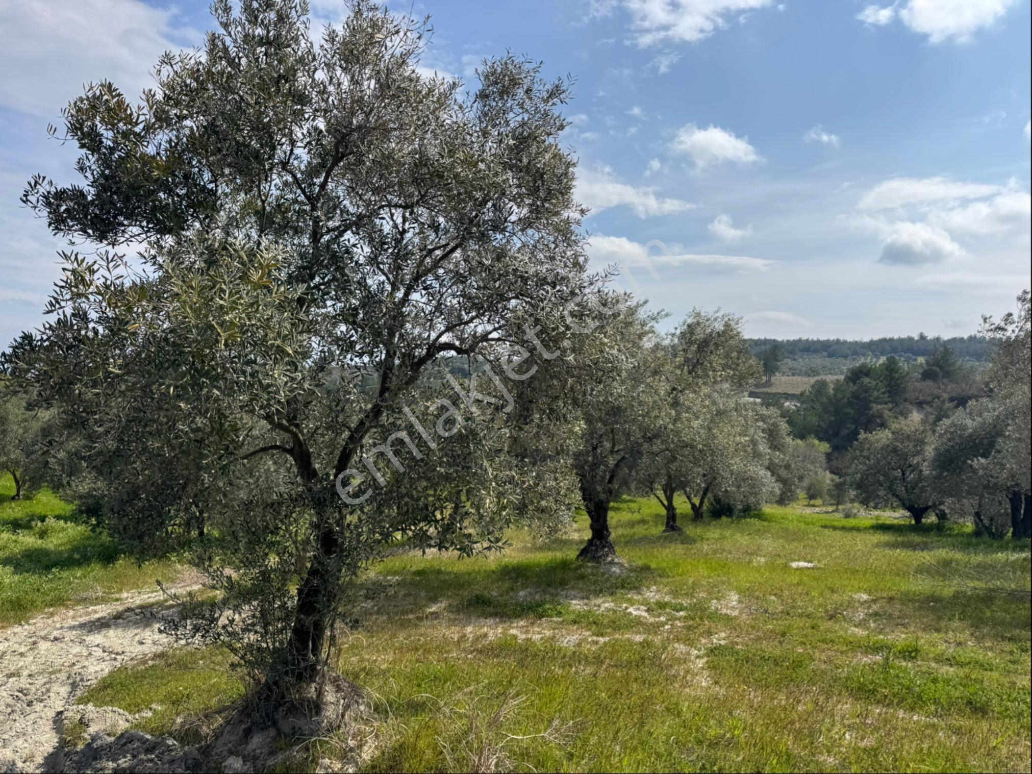 Saruhanlı Gökçeköy Satılık 6.000 M2 Zeytin Bahçesi - Görsel 18