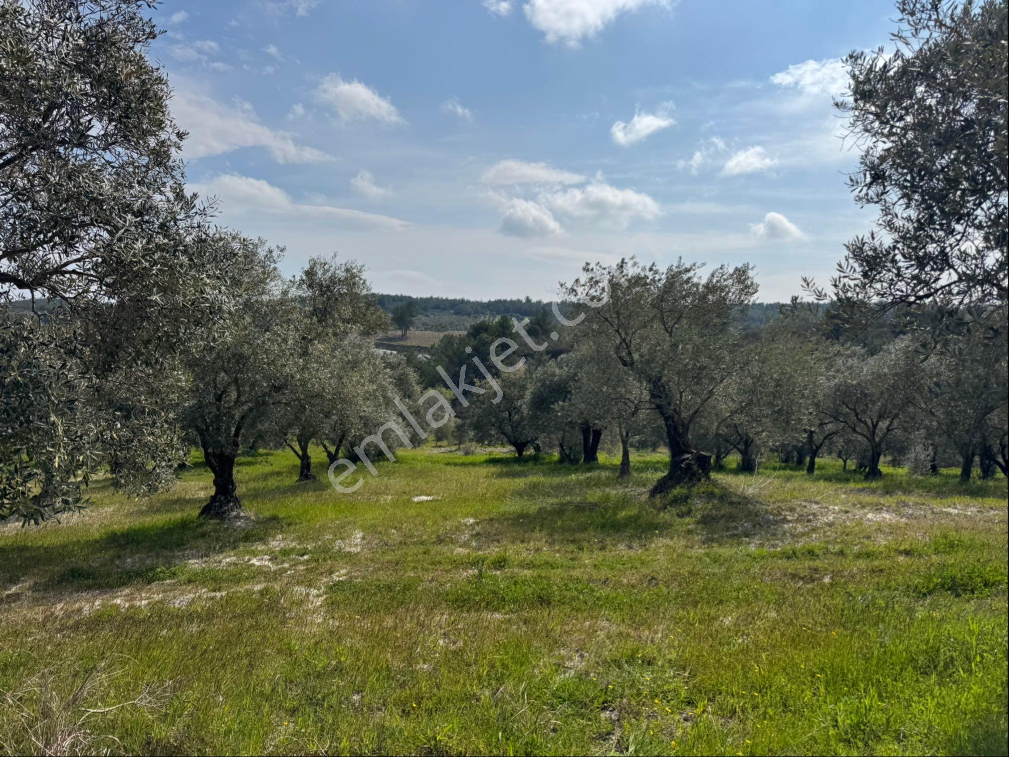 Saruhanlı Gökçeköy Satılık 6.000 M2 Zeytin Bahçesi - Görsel 19