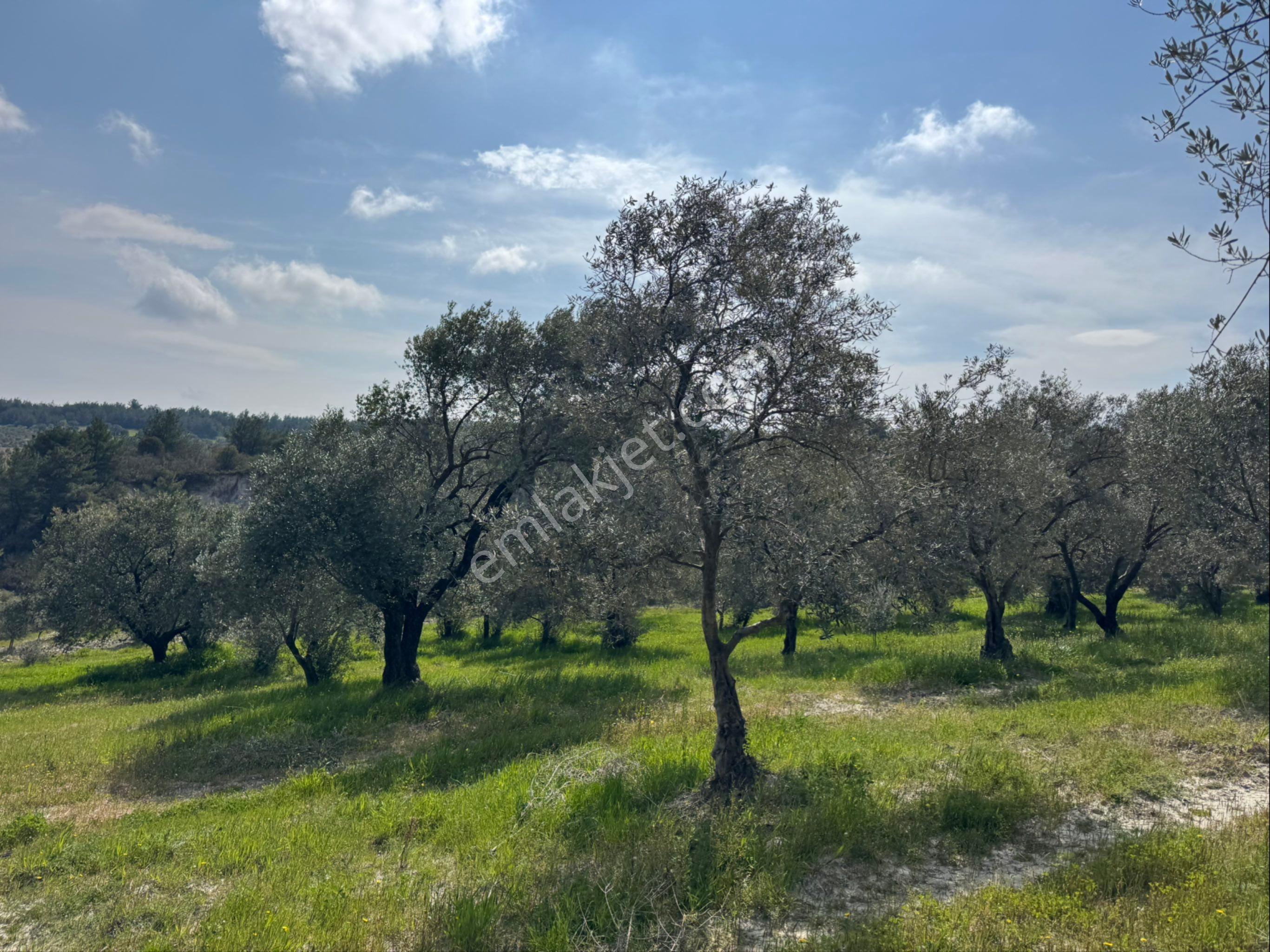Saruhanlı Gökçeköy Satılık 6.000 M2 Zeytin Bahçesi - Görsel 13