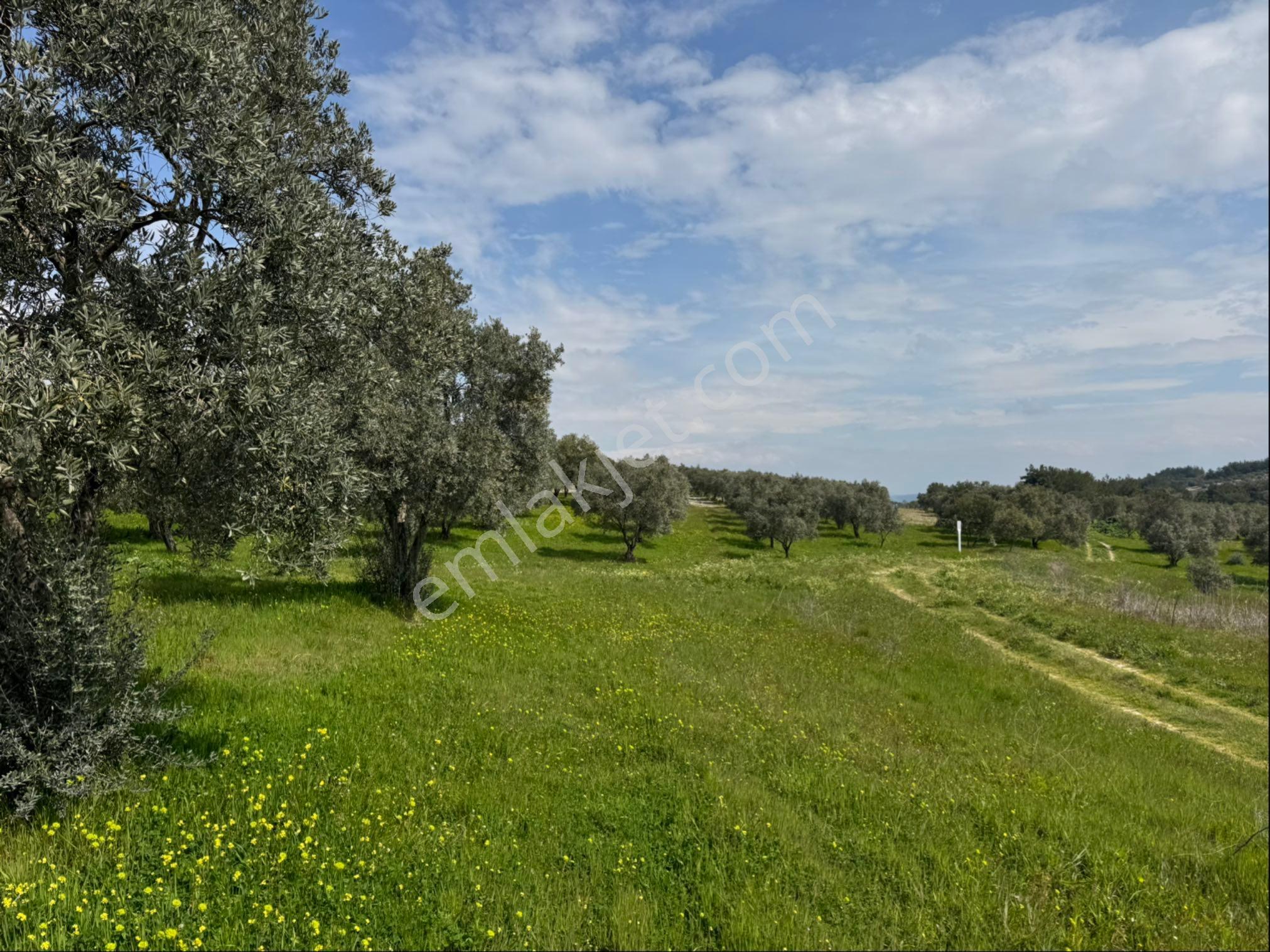 Saruhanlı Gökçeköy Satılık 6.000 M2 Zeytin Bahçesi - Görsel 6
