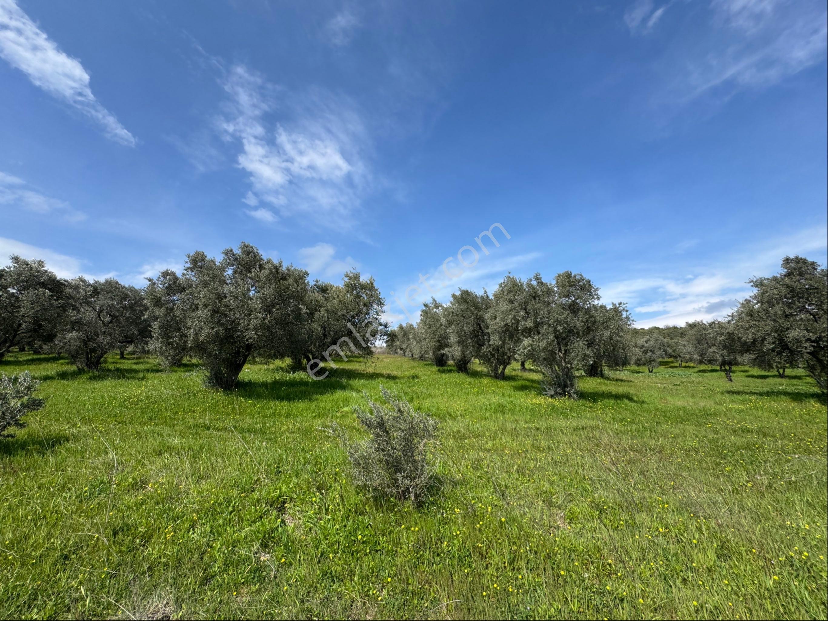 Saruhanlı Gökçeköy Satılık 6.000 M2 Zeytin Bahçesi - Görsel 2