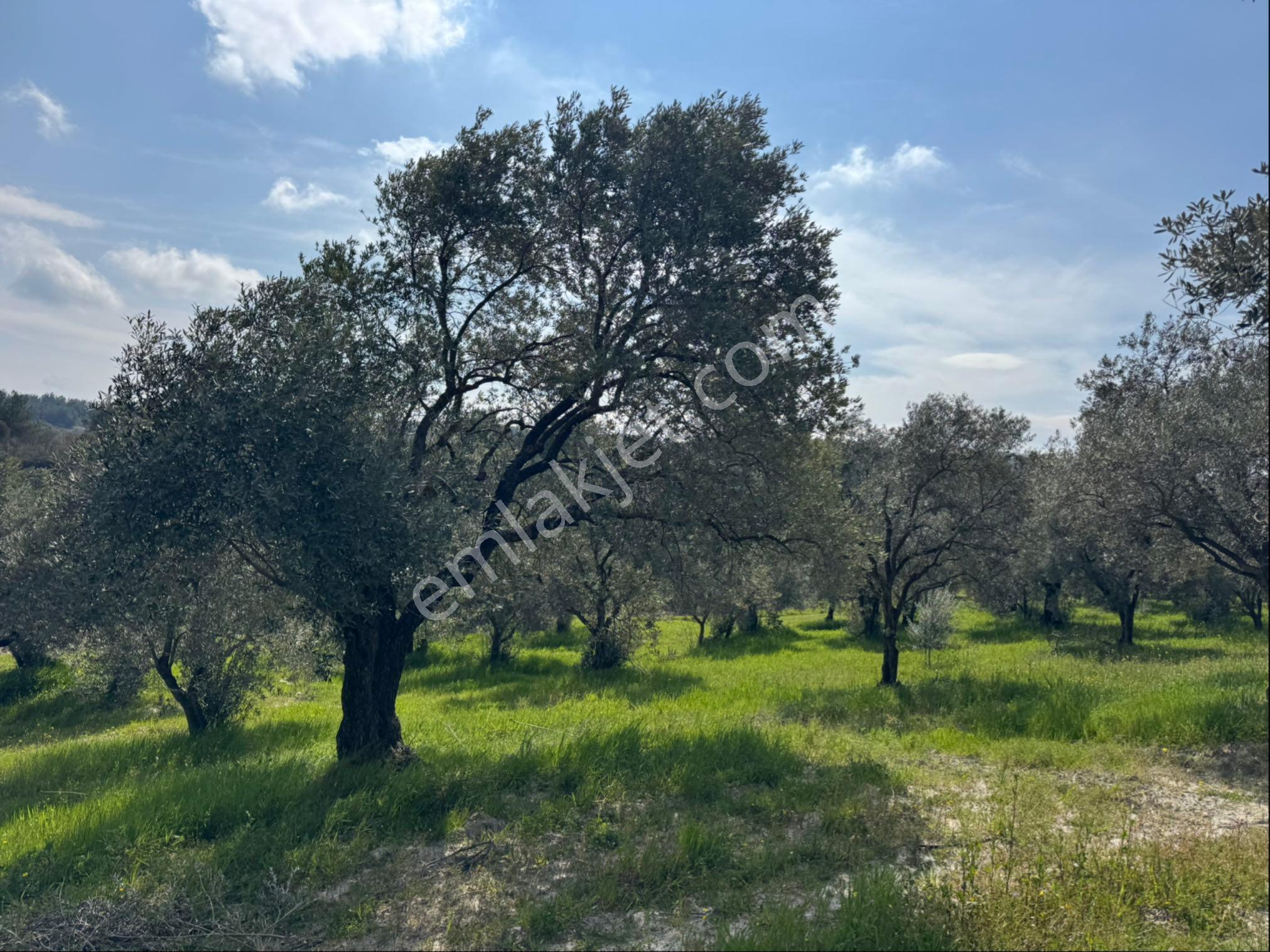 Saruhanlı Gökçeköy Satılık 6.000 M2 Zeytin Bahçesi - Görsel 14