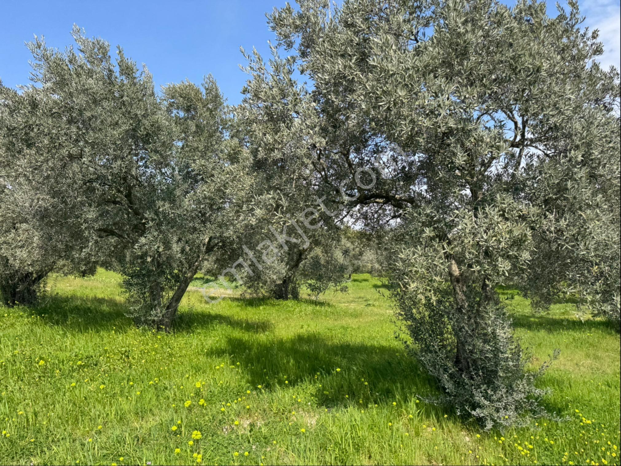 Saruhanlı Gökçeköy Satılık 6.000 M2 Zeytin Bahçesi - Görsel 4