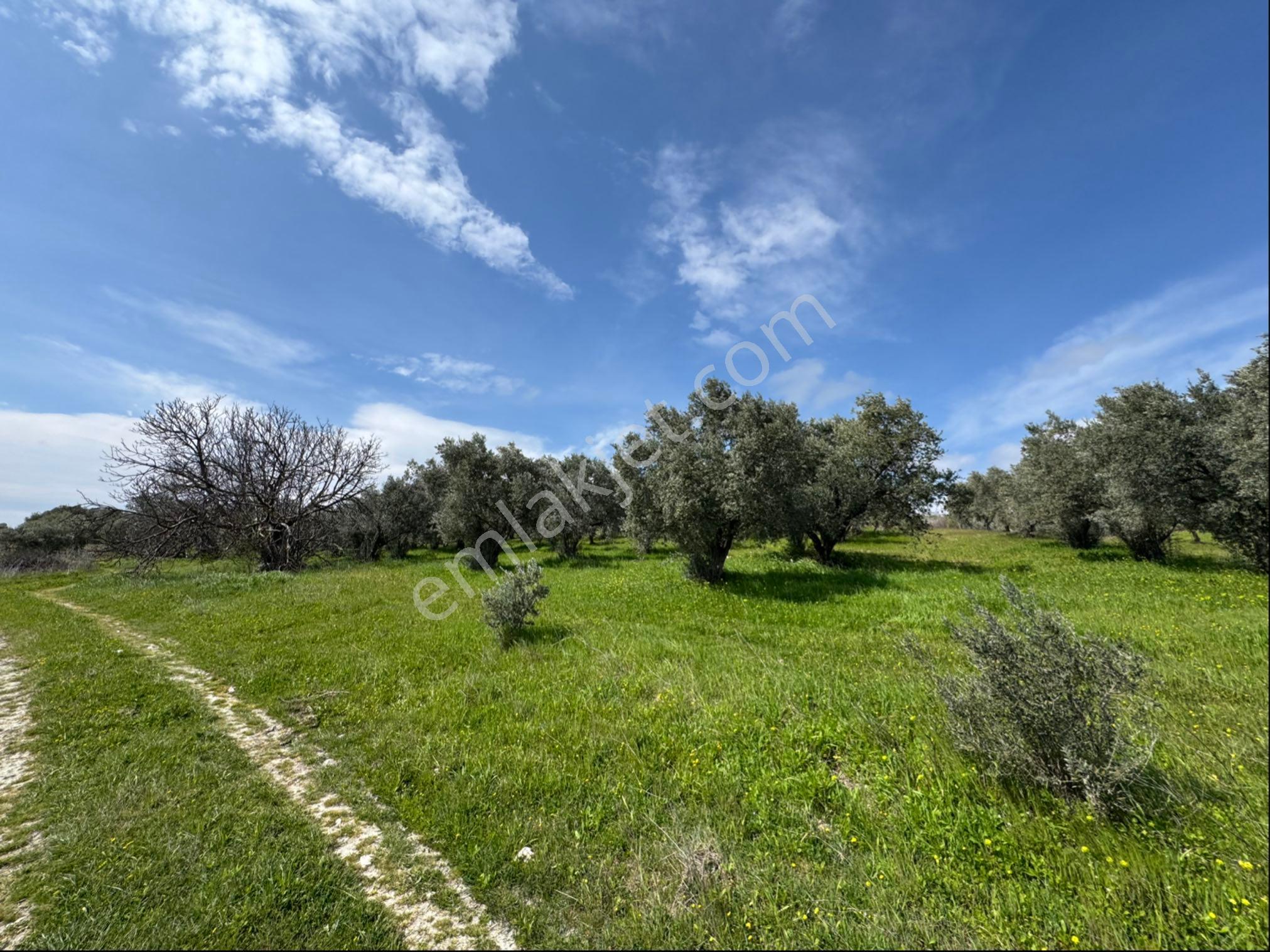Saruhanlı Gökçeköy Satılık 6.000 M2 Zeytin Bahçesi