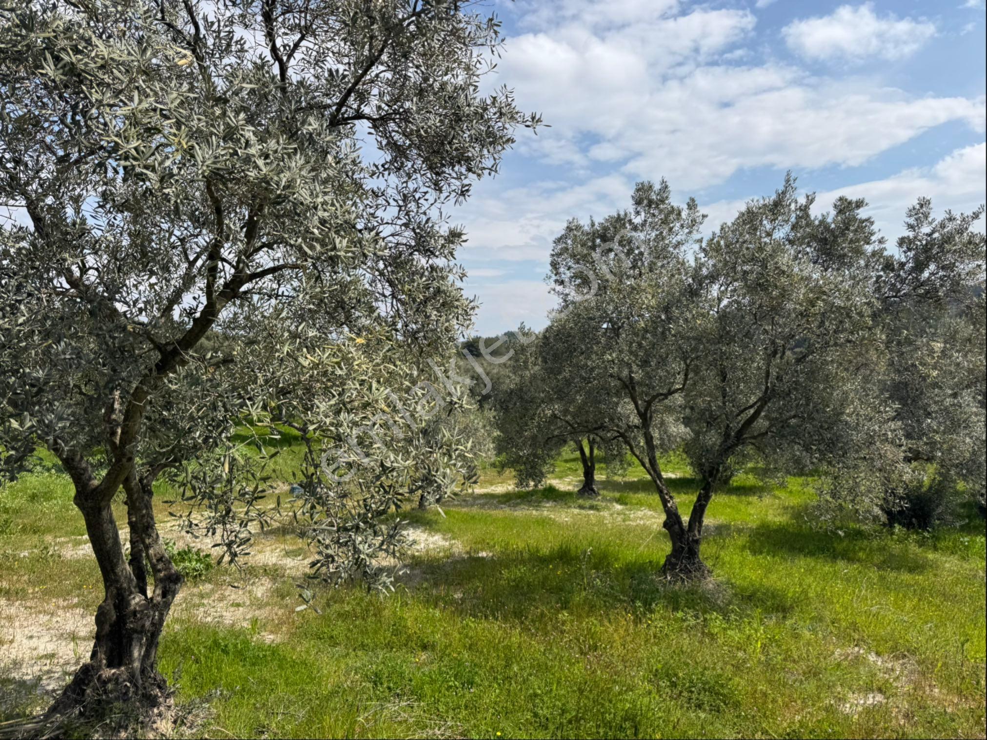 Saruhanlı Gökçeköy Satılık 6.000 M2 Zeytin Bahçesi - Görsel 15