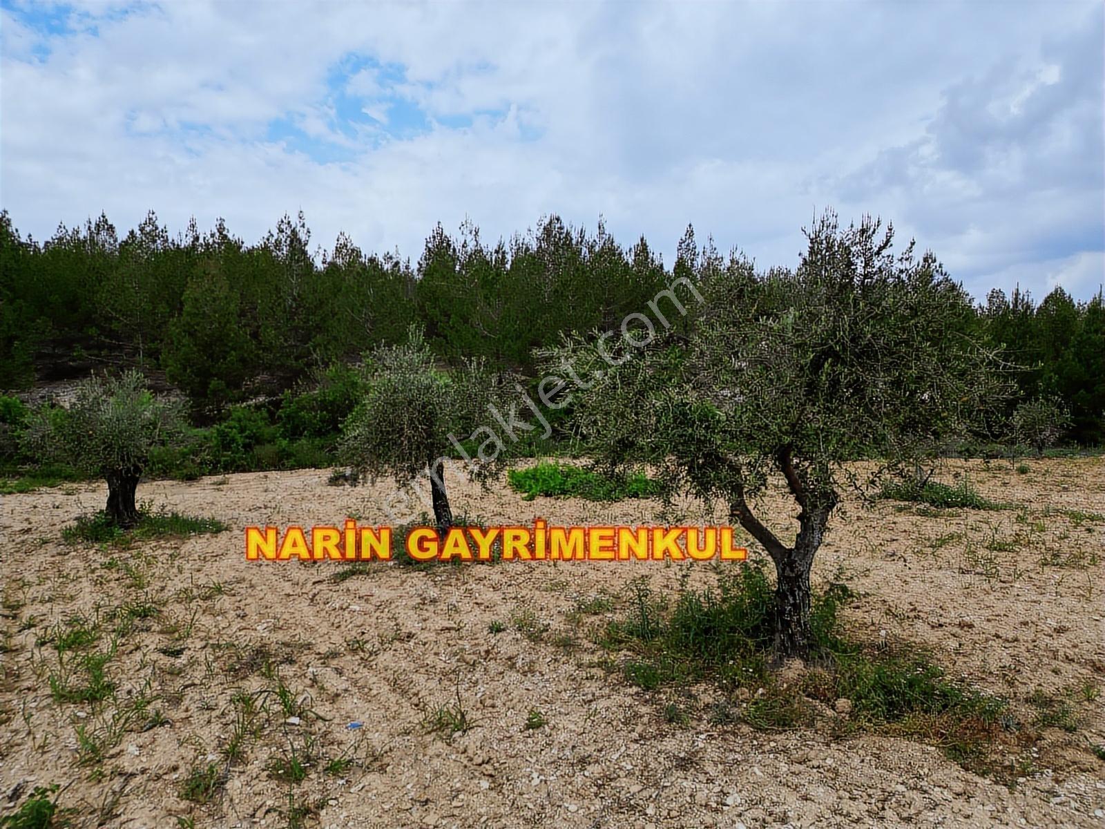 **fırsat Arazi**şahinbey Ufacık Ta 150 Zeytin 150 Üzüm Resmi Yol - Görsel 14