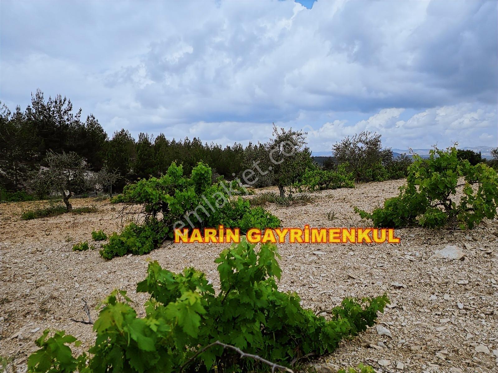 **fırsat Arazi**şahinbey Ufacık Ta 150 Zeytin 150 Üzüm Resmi Yol - Görsel 16