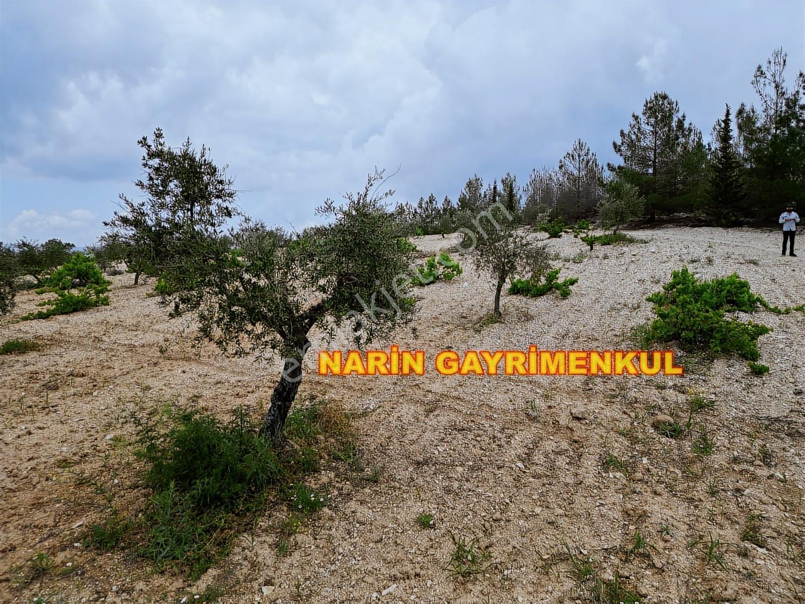 **fırsat Arazi**şahinbey Ufacık Ta 150 Zeytin 150 Üzüm Resmi Yol - Görsel 15
