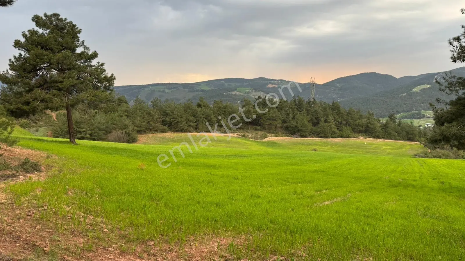 Bilecik Osmaneli Çiftlik Köyünde 30.000m2 Tarla