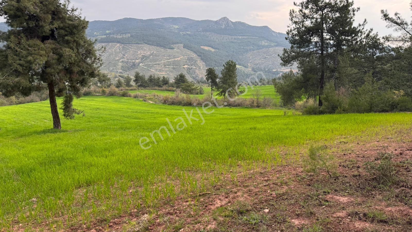 Bilecik Osmaneli Çiftlik Köyünde 30.000m2 Tarla - Görsel 3