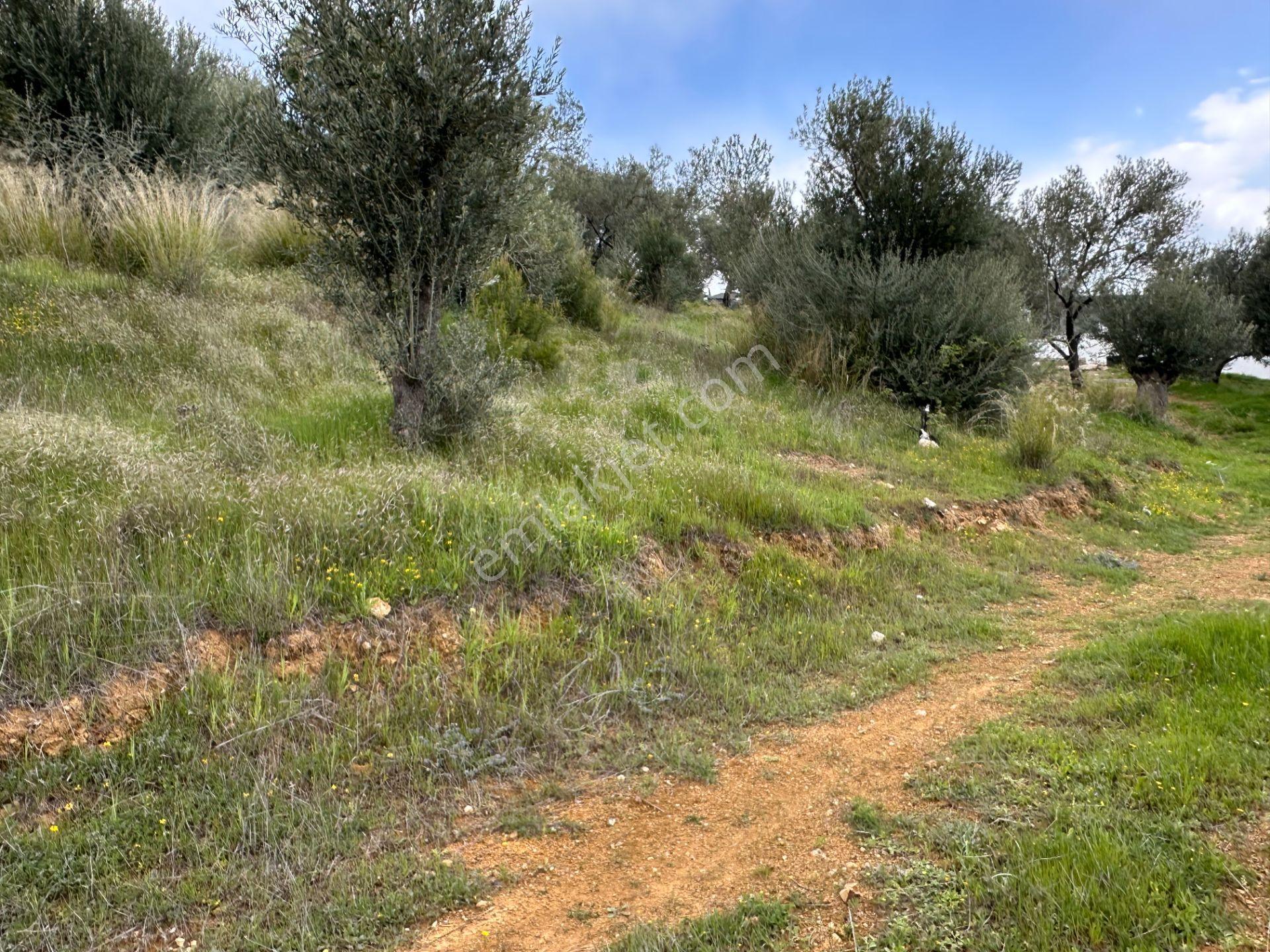 Mera Emlaktan Beyoba Köyü Deniz Manzaralı 3 Villalık İmarlı Arsa - Görsel 26