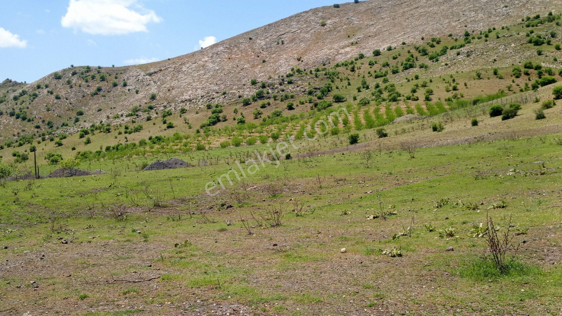 Emlakcı Yusuf Dan Keban Sağdıçlar Köyü'nde Satlık Tarla - Görsel 15