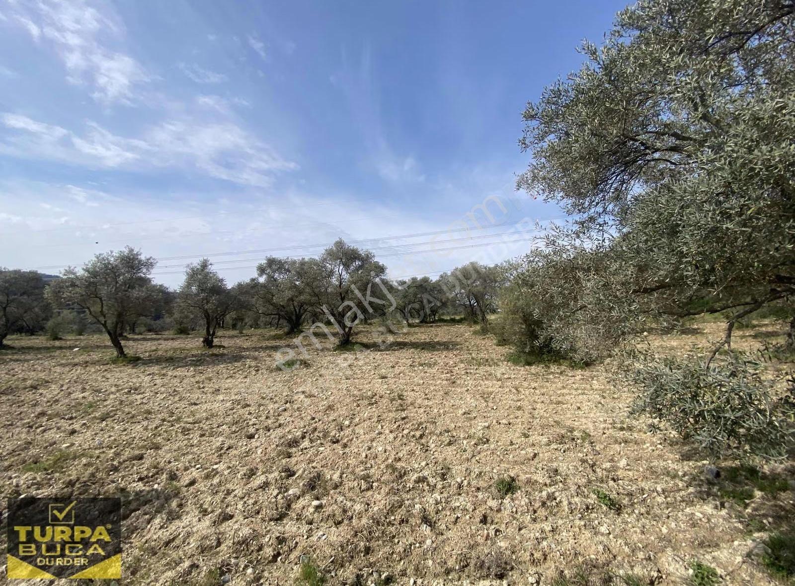 Turpa Buca Durder... Kırıklar'da 8.020m² Tek Tapu Arazi Fırsatı! - Görsel 14