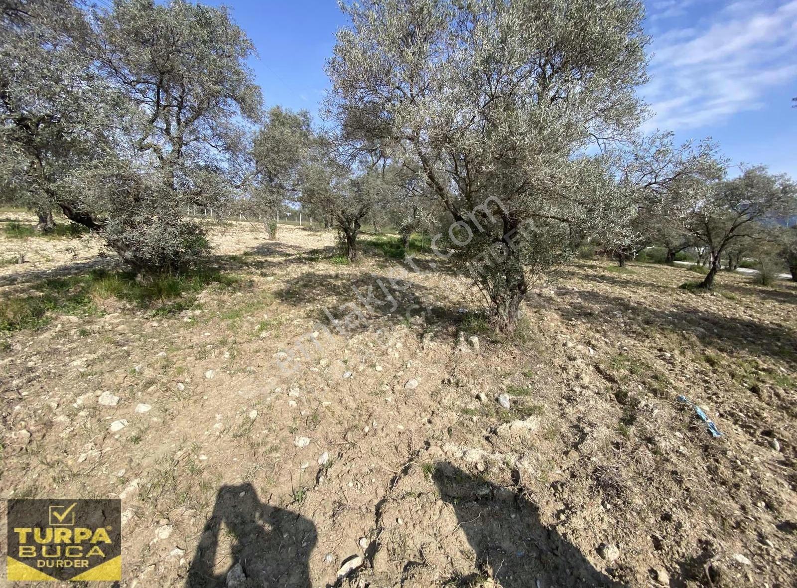 Turpa Buca Durder... Kırıklar'da 8.020m² Tek Tapu Arazi Fırsatı! - Görsel 13