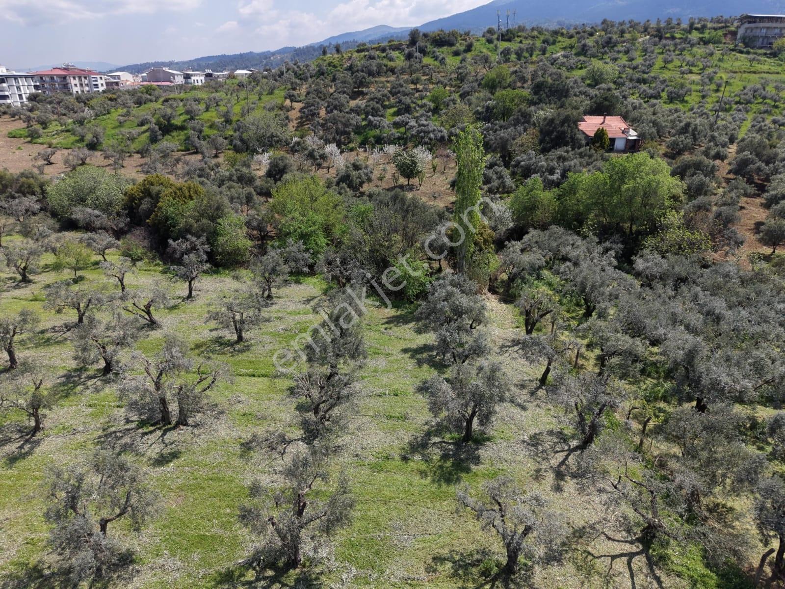 Kemalpaşa Aşağıkızılcada 3.275 M² Yola Cepheli Arsa - Görsel 10