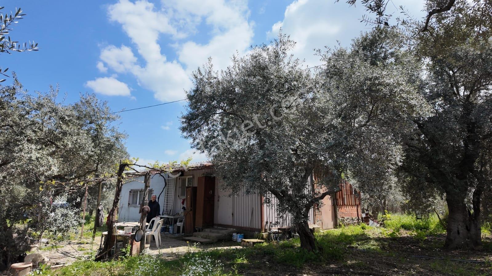 Kemalpaşa Aşağıkızılcada 3.275 M² Yola Cepheli Arsa - Görsel 5