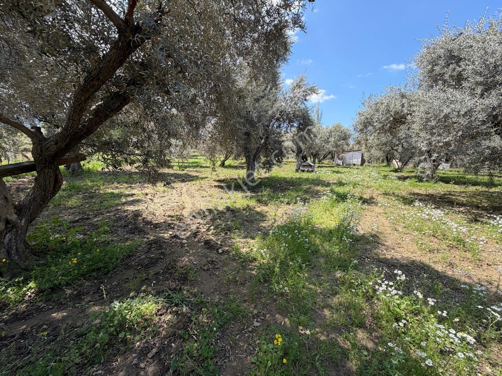 Kemalpaşa Aşağıkızılcada 3.275 M² Yola Cepheli Arsa - Görsel 6