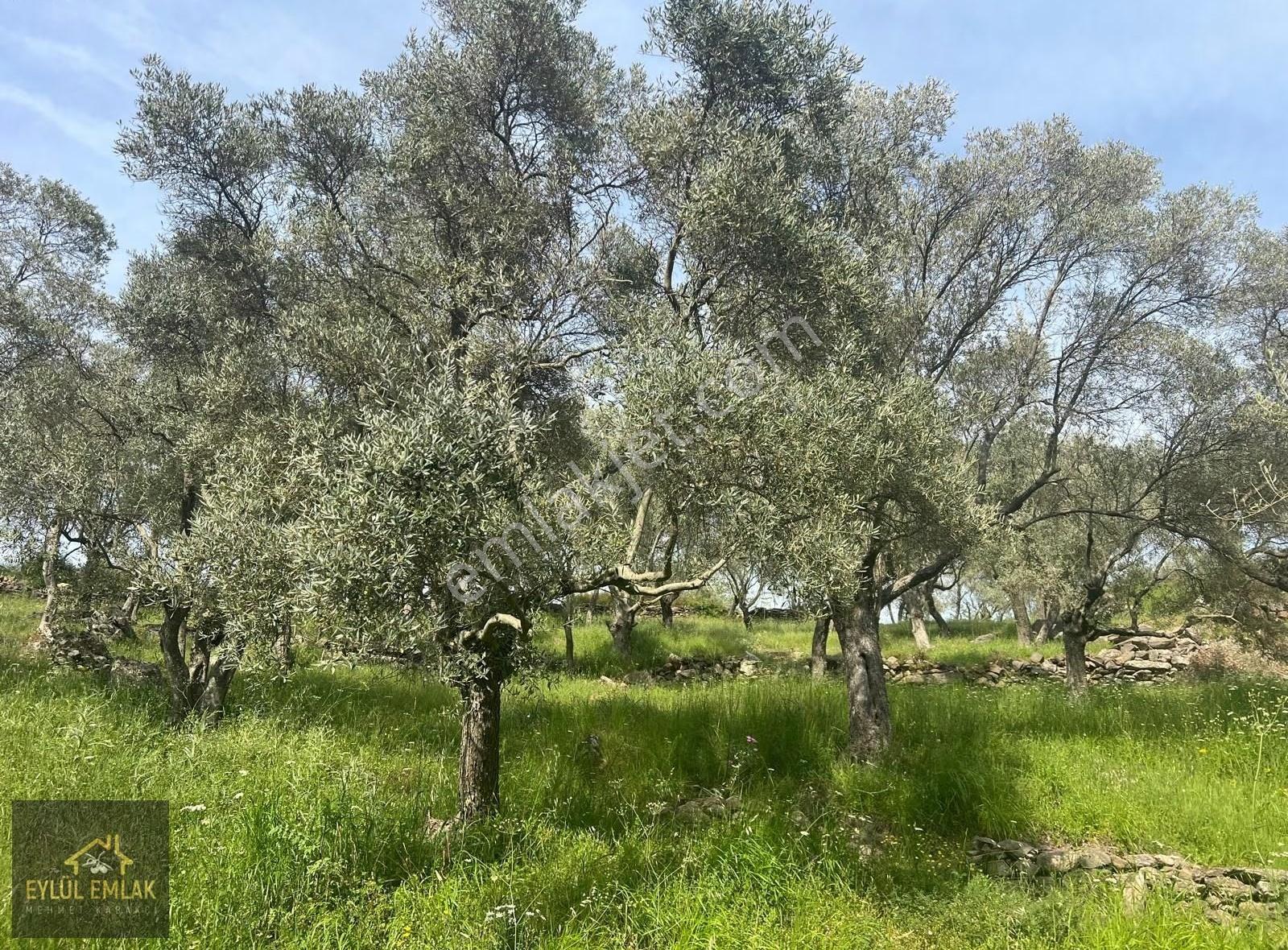 Milas Kısırlar Mah. Satılık Zeytinlik - Görsel 14