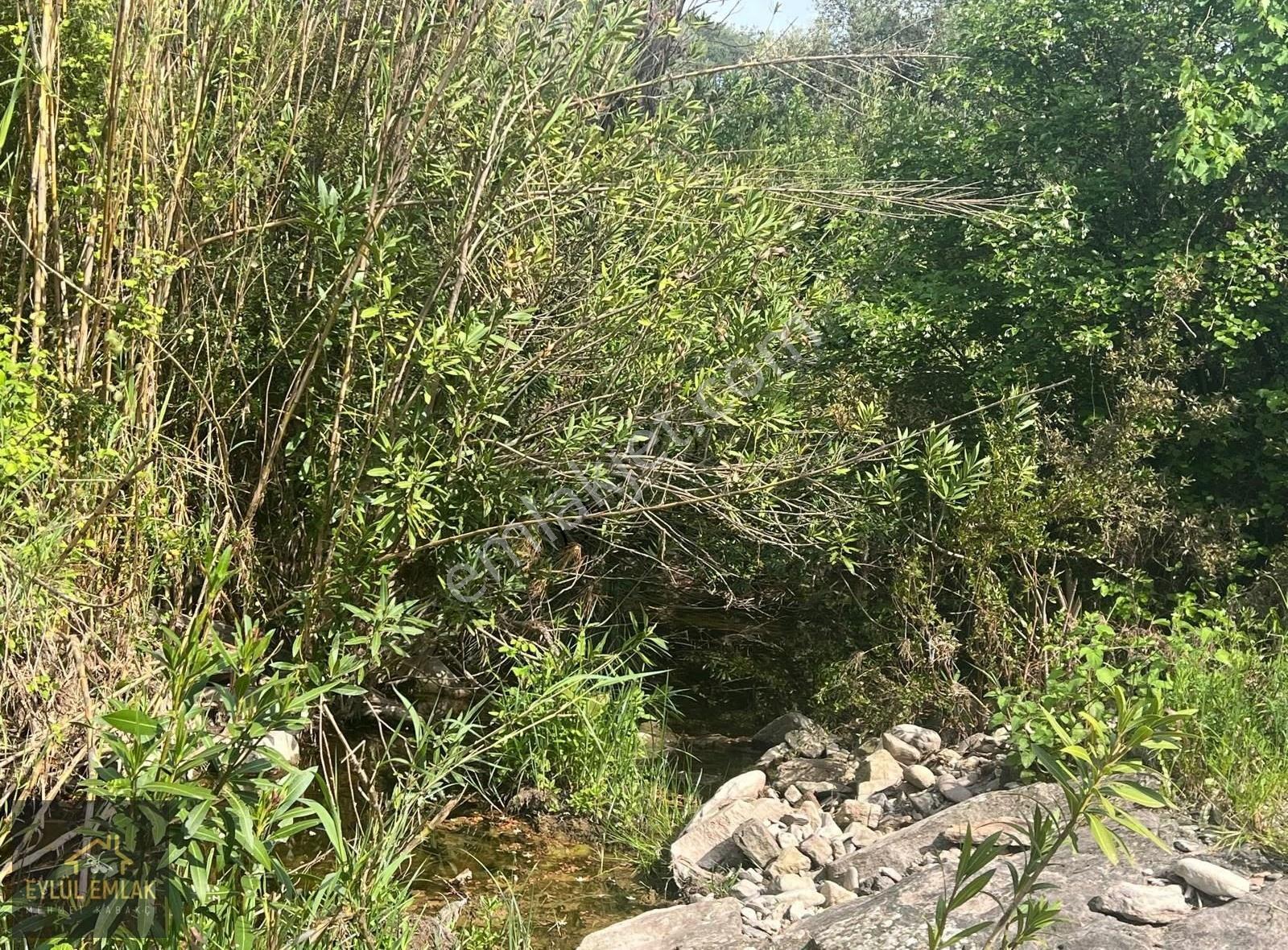 Milas Kısırlar Mah. Satılık Zeytinlik - Görsel 13