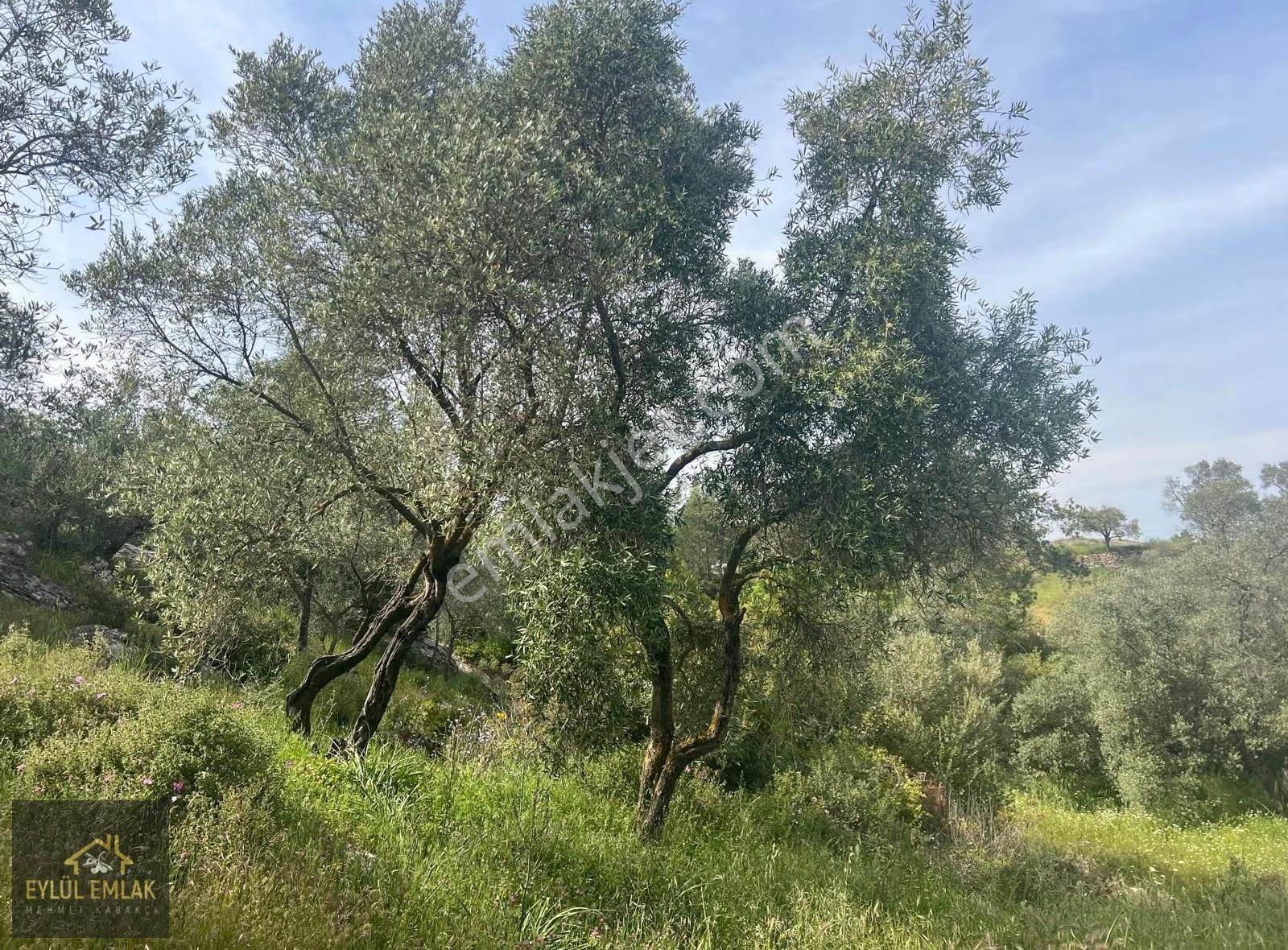 Milas Kısırlar Mah. Satılık Zeytinlik