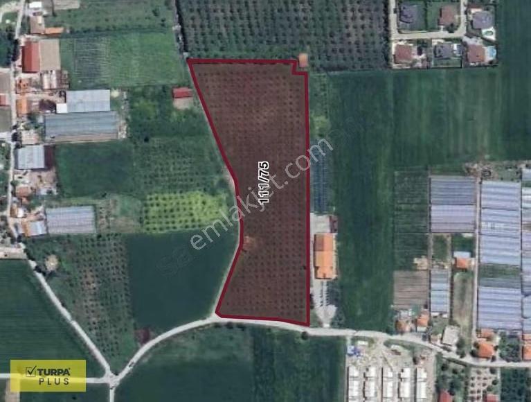 İzmir Urla Kuşçular Satılık 16.870 M2 Köy İçi İmarlı Tarla - Görsel 6