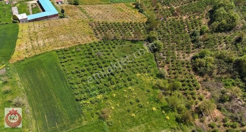 Kandıra Mülkişehsuvarda Satılık Fındık Bahçesi - Görsel 7
