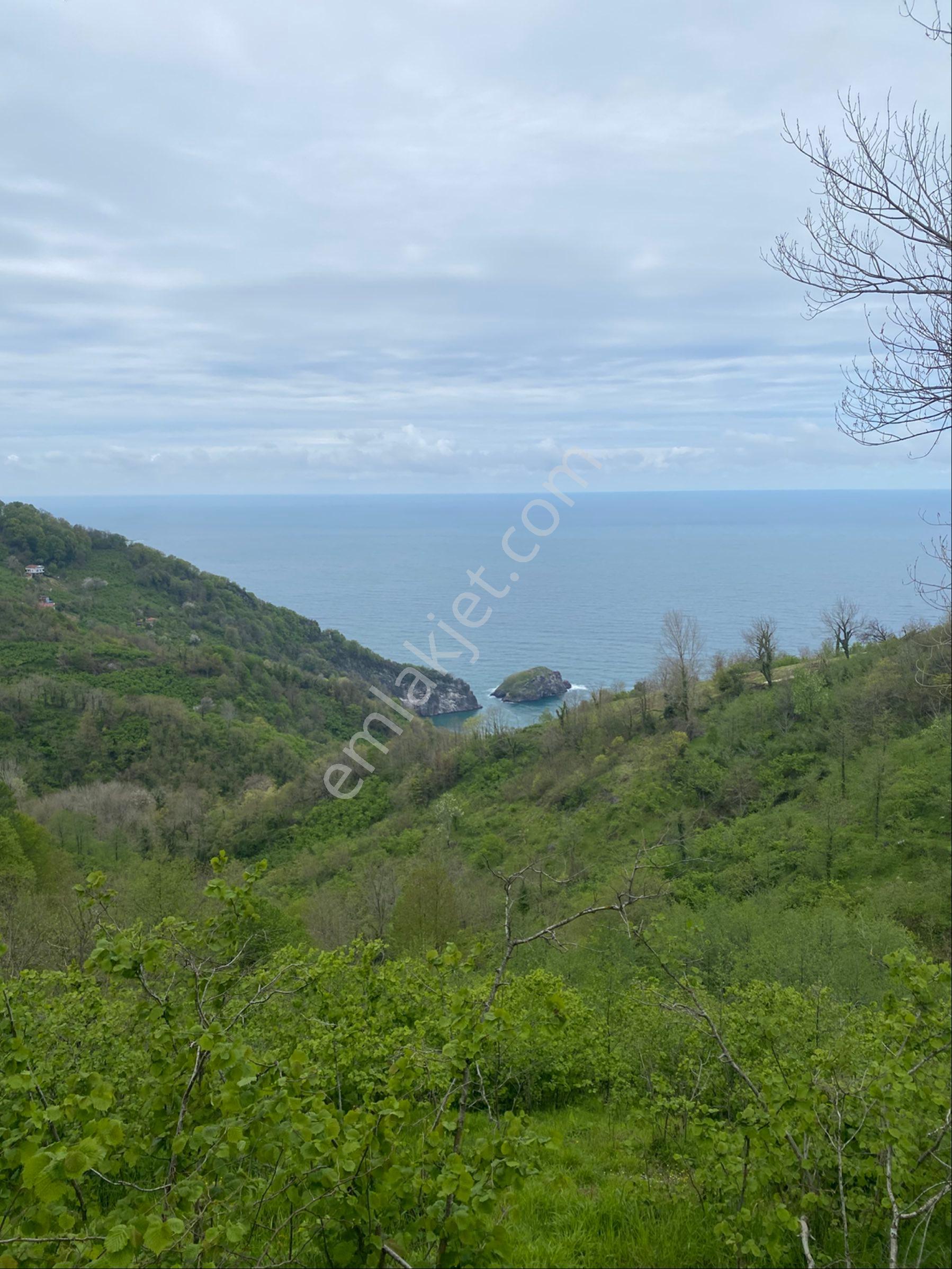 Perşembe Ramazan Mah Deniz Ve Hoynat Adası Manzaralı 2800 M2 Bahçe - Görsel 2