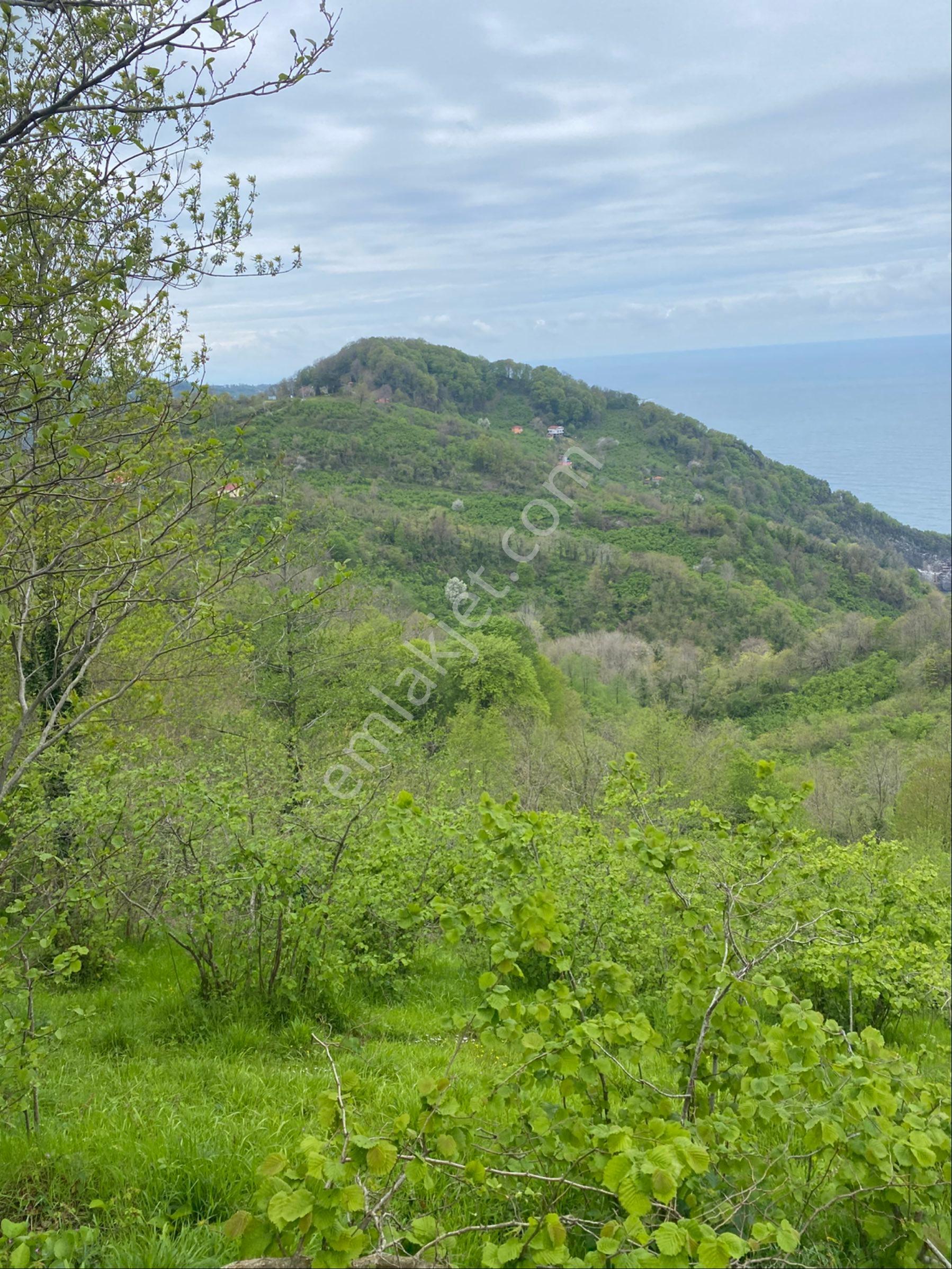 Perşembe Ramazan Mah Deniz Ve Hoynat Adası Manzaralı 2800 M2 Bahçe - Görsel 7