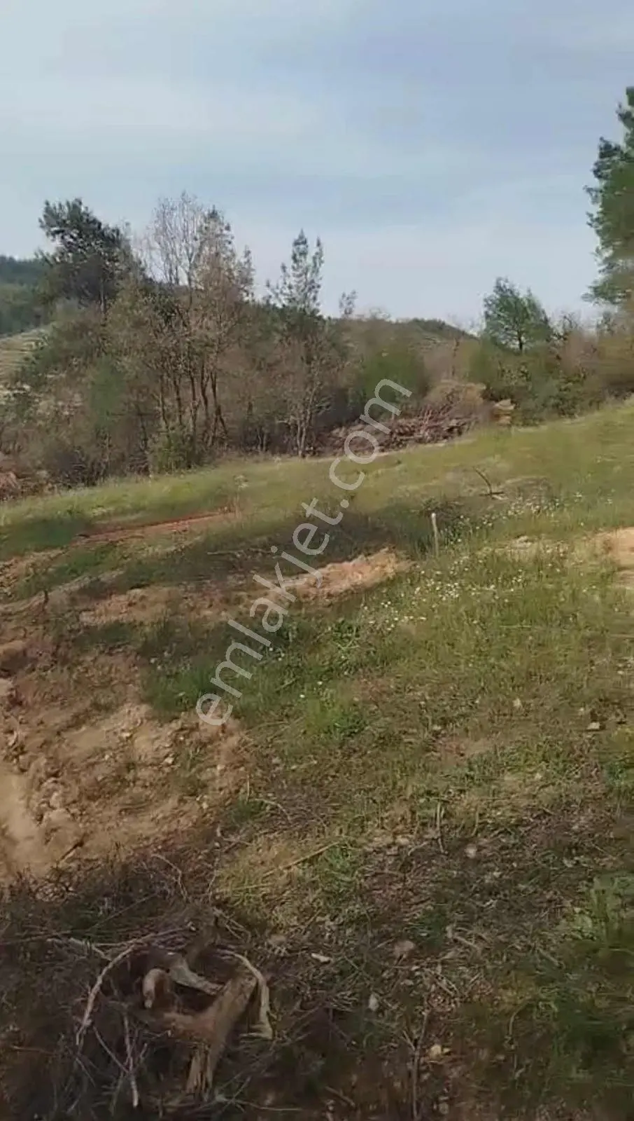 Balcity-balıkesir'de 3.454 M2 Yeşillikler İçinde Bağ Evi Bahçesi - Görsel 5