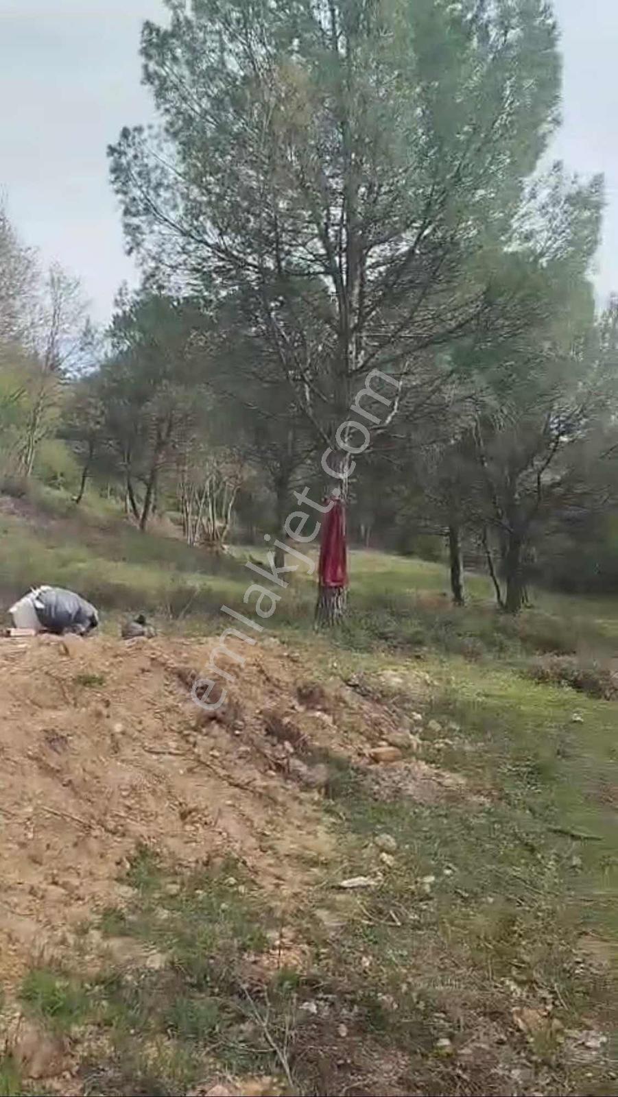 Balcity-balıkesir'de 3.454 M2 Yeşillikler İçinde Bağ Evi Bahçesi - Görsel 13
