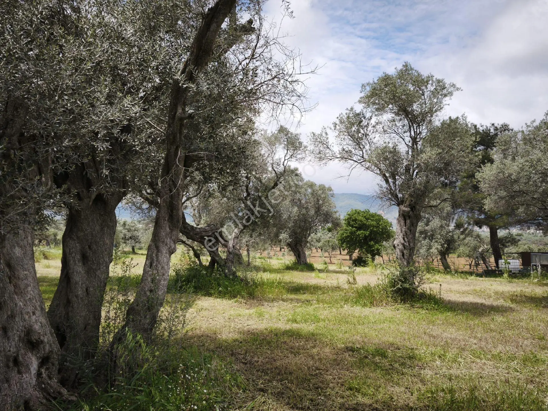Torbalı Karaot Köyü 4.668m2 Zeytinlik - Görsel 2