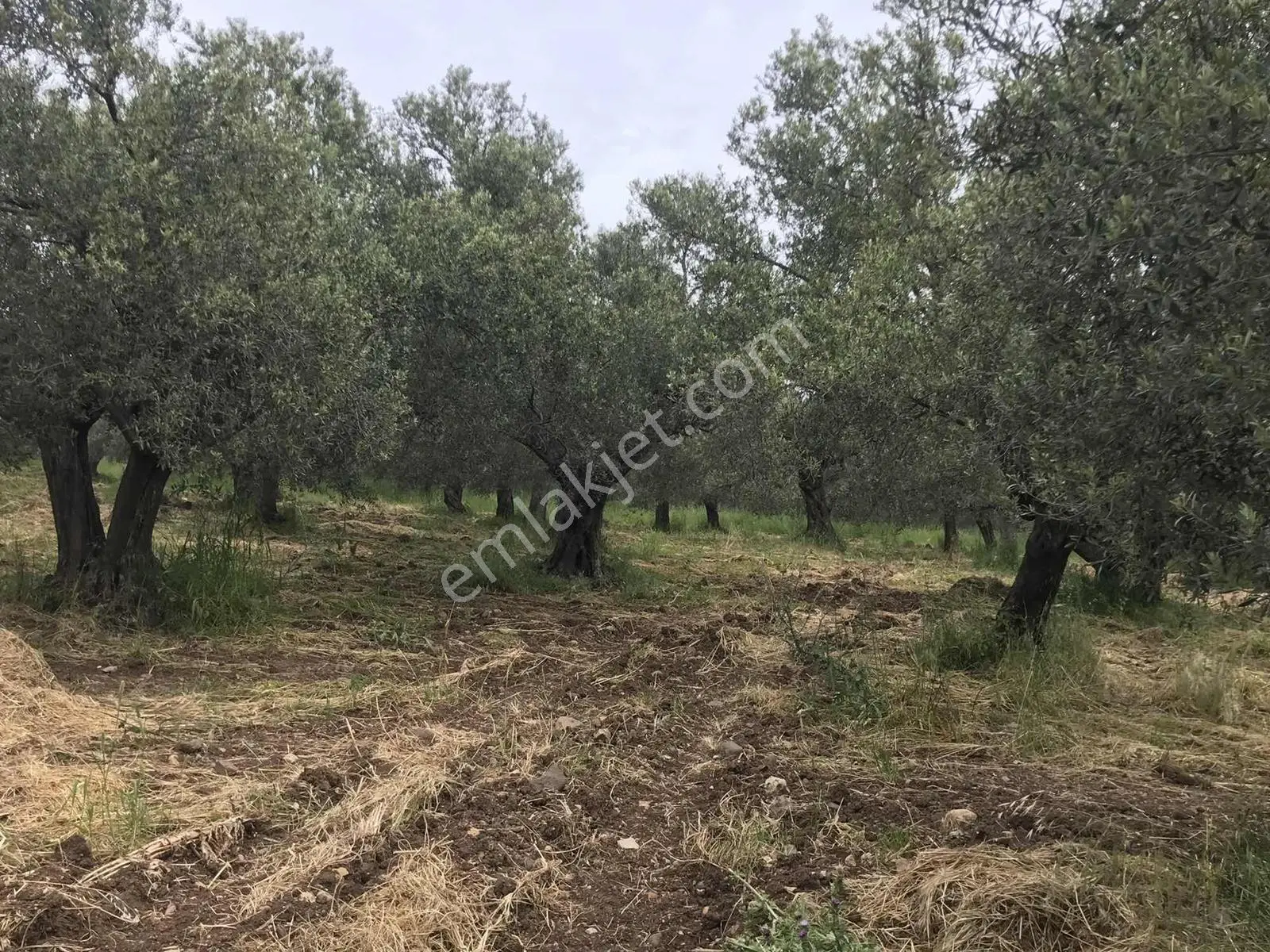 Uçardan Keremköyde Satılık Zeytinlik - Görsel 2