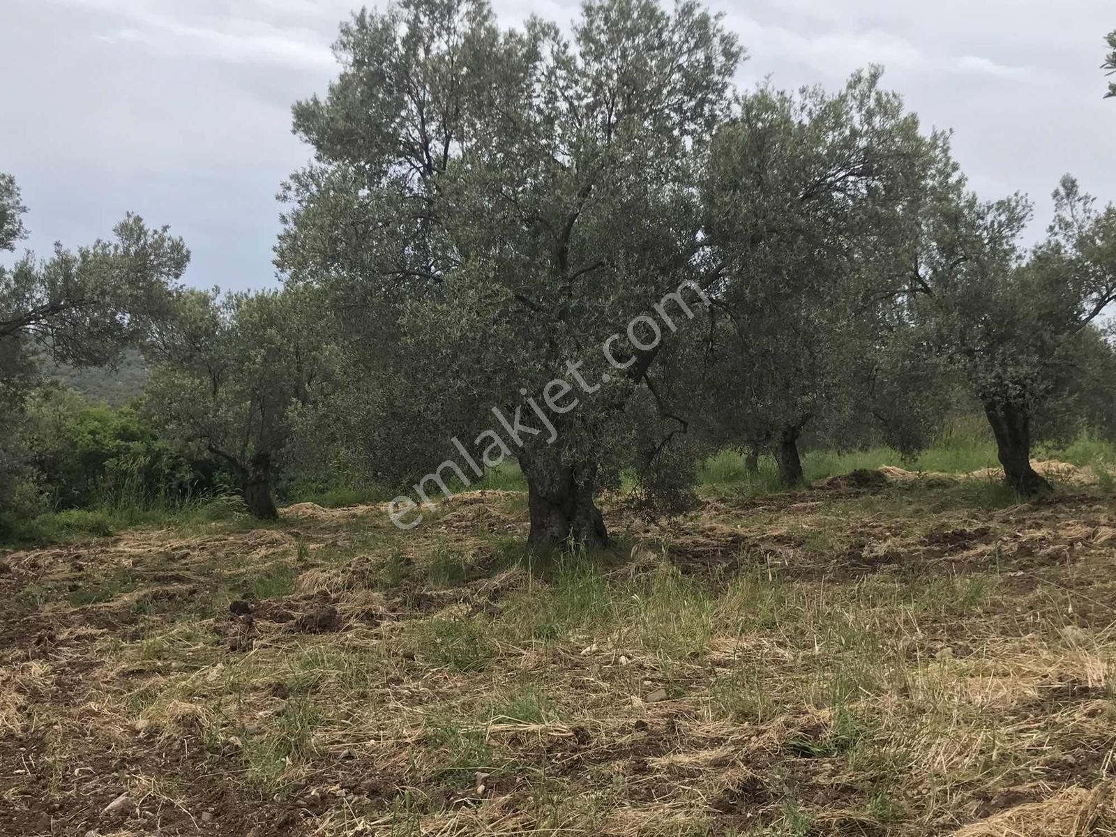 Uçardan Keremköyde Satılık Zeytinlik - Görsel 5