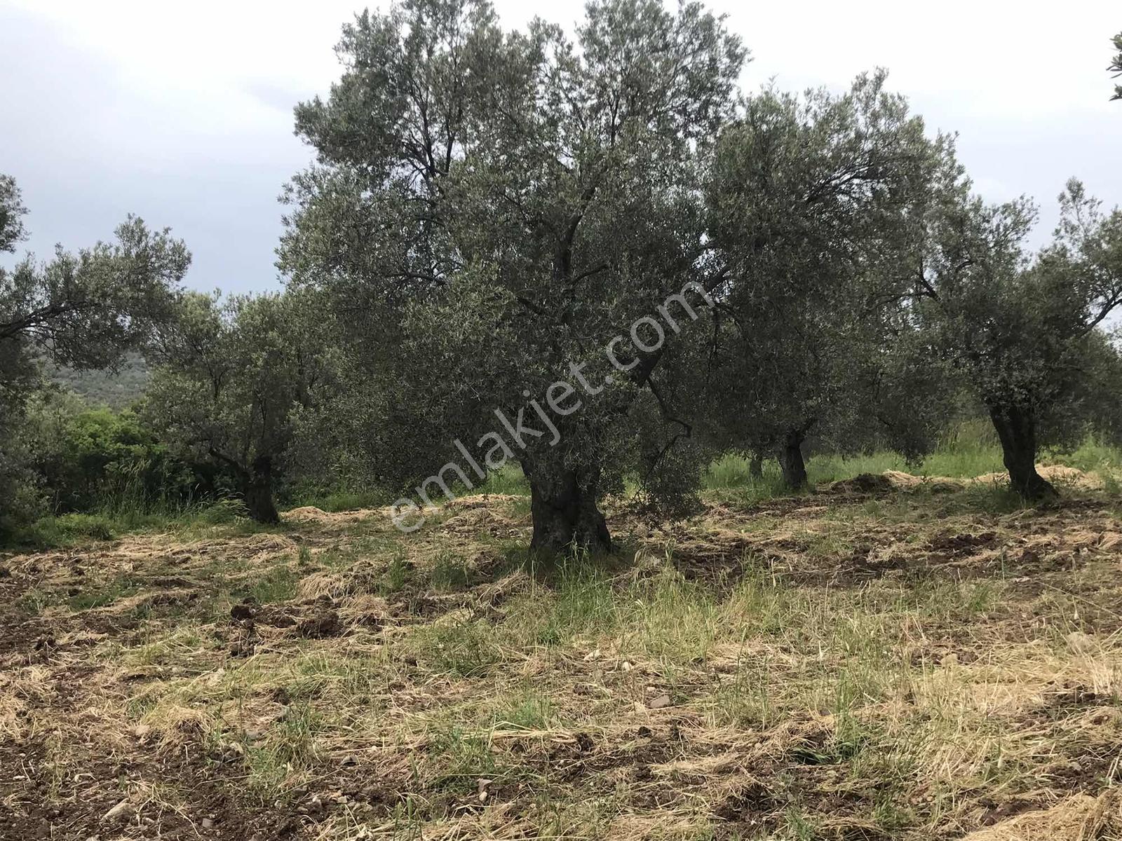 Uçardan Keremköyde Satılık Zeytinlik - Görsel 6