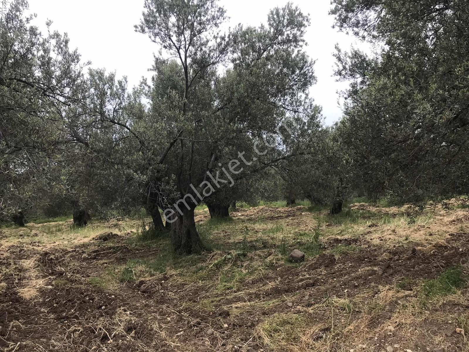 Uçardan Keremköyde Satılık Zeytinlik - Görsel 14