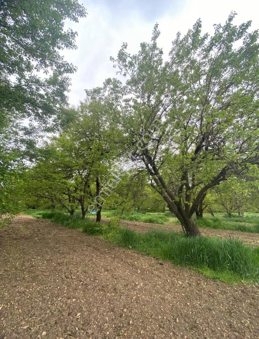Bahçe Başında Acil Satılık 11.245 M2 Bahçe - Görsel 8