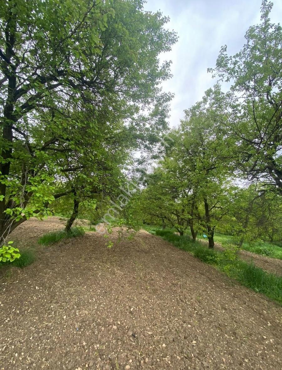 Bahçe Başında Acil Satılık 11.245 M2 Bahçe - Görsel 11