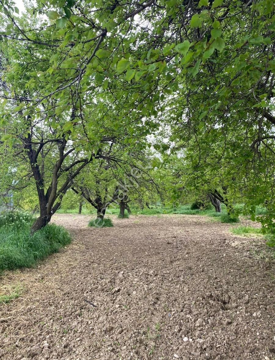 Bahçe Başında Acil Satılık 11.245 M2 Bahçe - Görsel 2