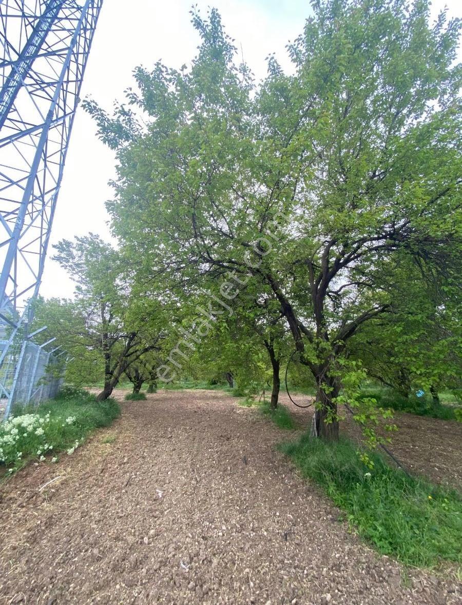 Bahçe Başında Acil Satılık 11.245 M2 Bahçe - Görsel 6