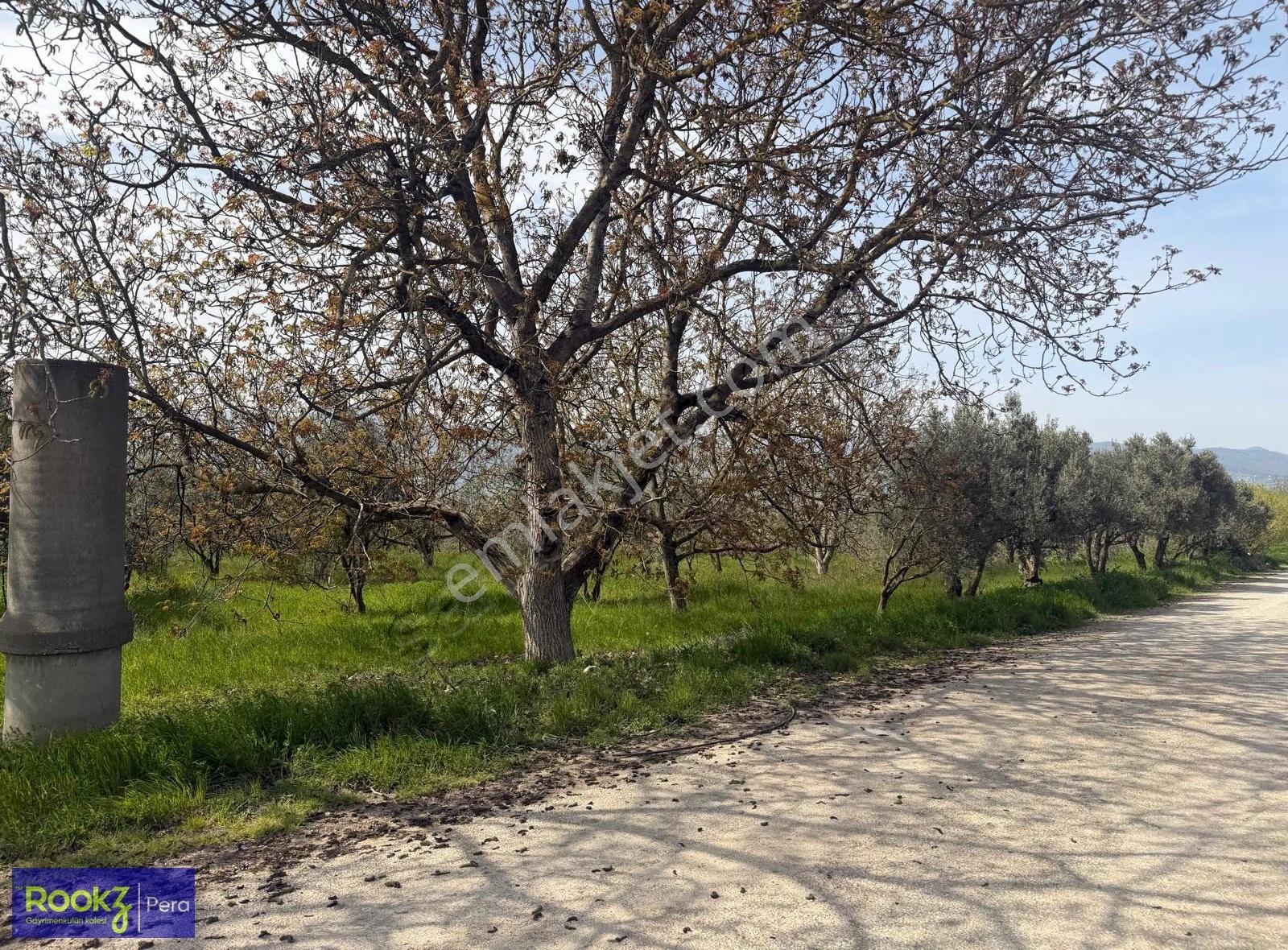 Geyve Umurbey'de 3767 M2 Muhteşem Zeytin Ve Ceviz Ağaç Ekili Bağ - Görsel 5