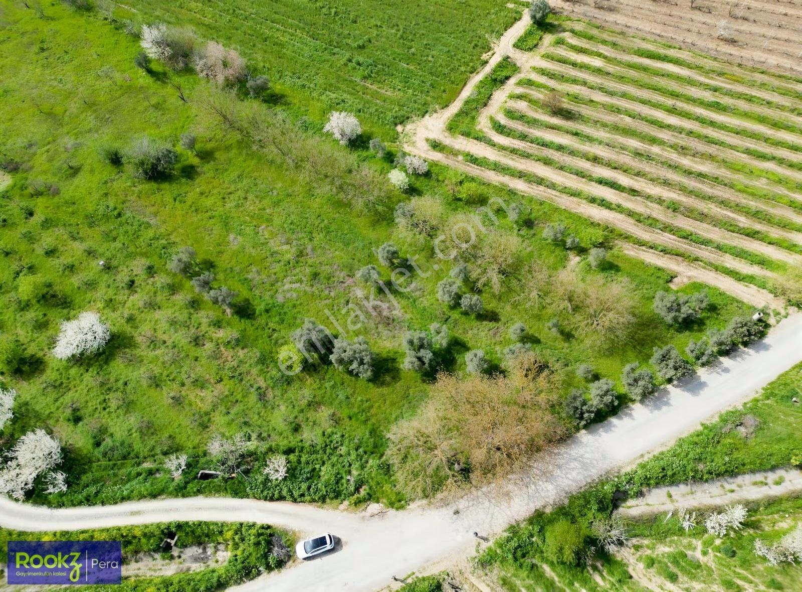 Geyve Umurbey'de 3767 M2 Muhteşem Zeytin Ve Ceviz Ağaç Ekili Bağ - Görsel 11