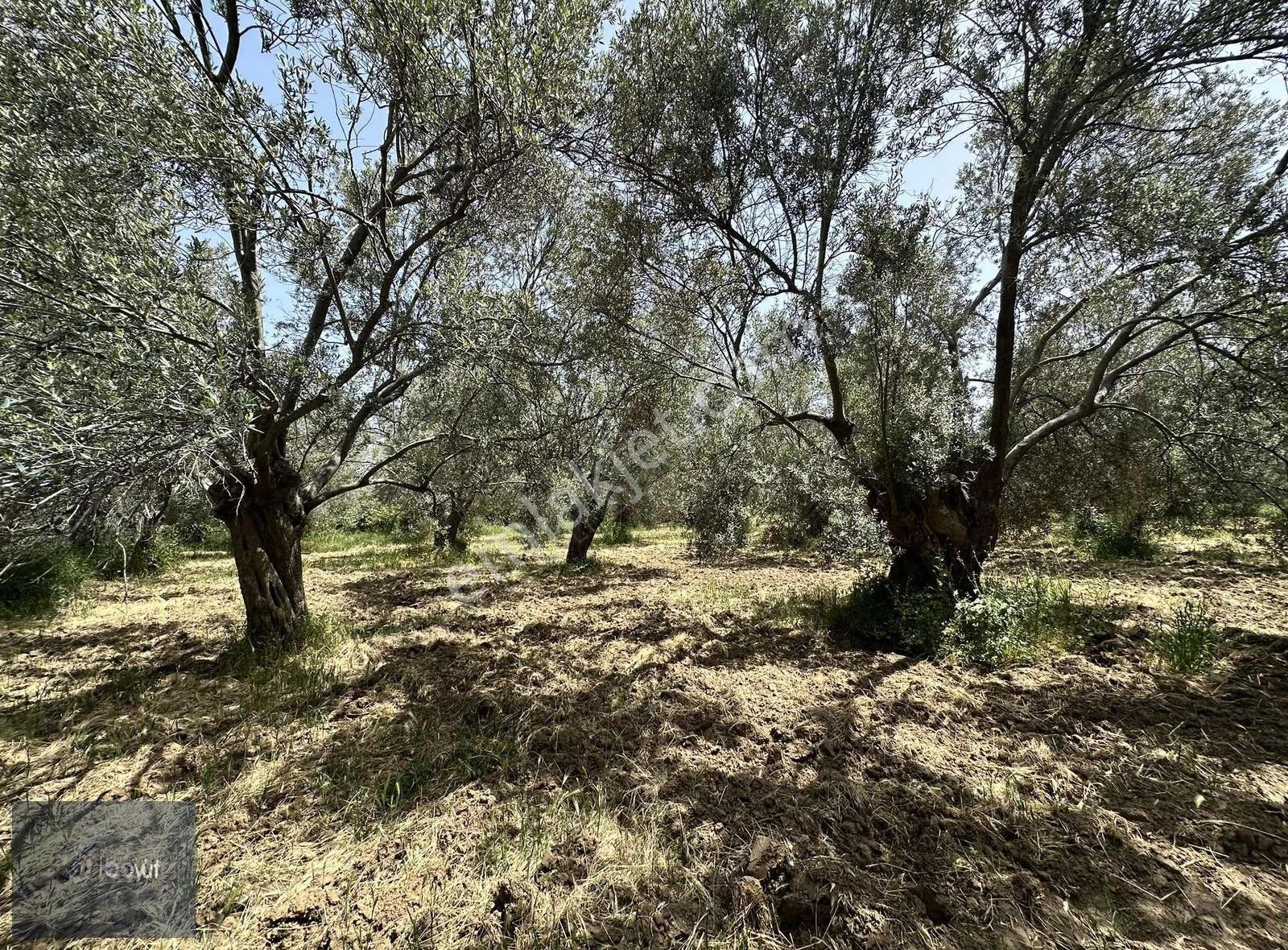 Balıkesir Havran Ana Yoluna Yakın 2.022m2 Satılık Zeytinlik - Görsel 20