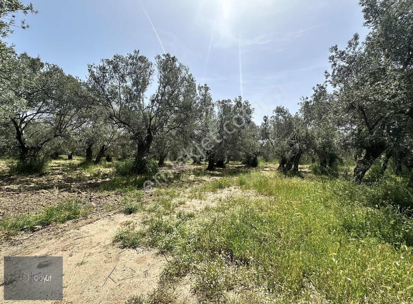 Balıkesir Havran Ana Yoluna Yakın 2.022m2 Satılık Zeytinlik - Görsel 9