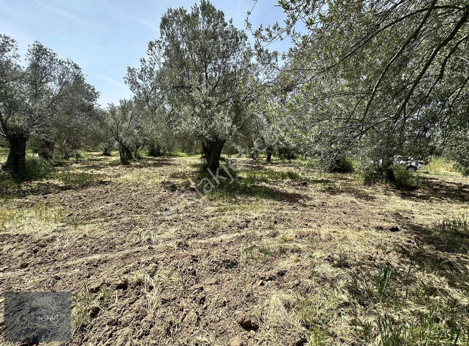 Balıkesir Havran Ana Yoluna Yakın 2.022m2 Satılık Zeytinlik - Görsel 17