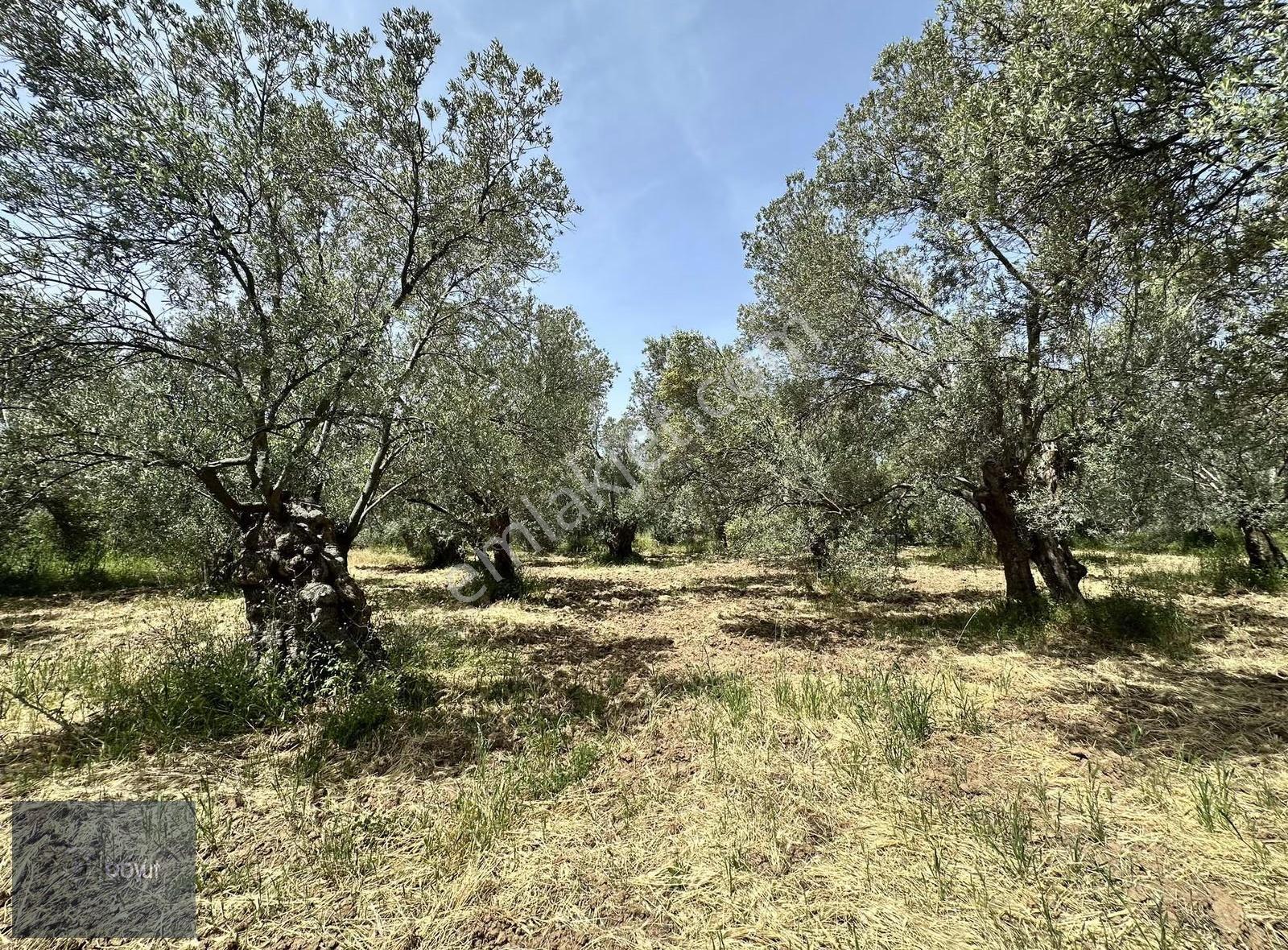 Balıkesir Havran Ana Yoluna Yakın 2.022m2 Satılık Zeytinlik - Görsel 12